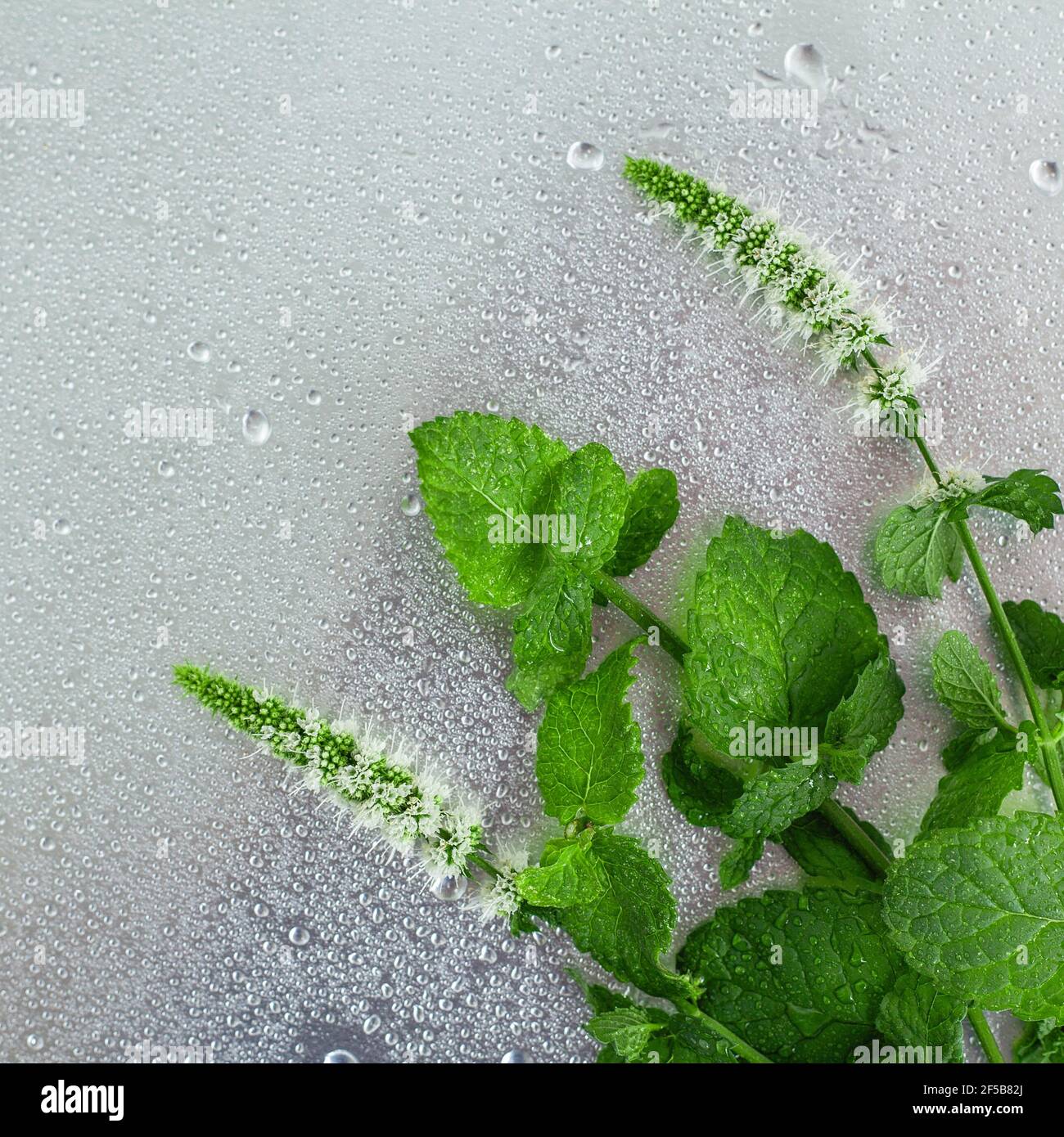 Blühende Minze Zweige in Tropfen auf einem grauen Metall-Hintergrund, Draufsicht und Copy Space. Stockfoto