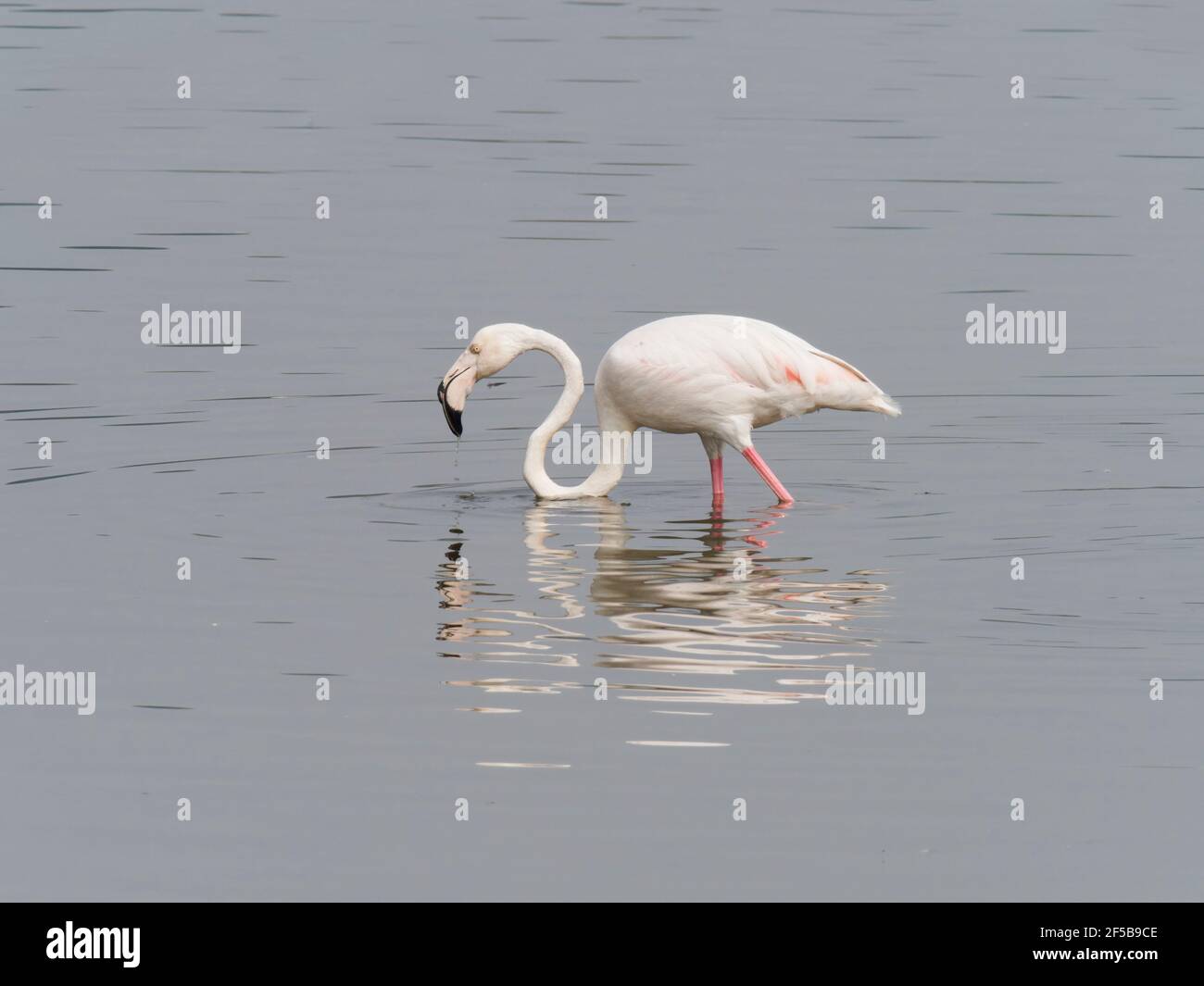 Größere Flamingo Phoenicopterus roseus Rajasthan, Indien BI032119 Stockfoto