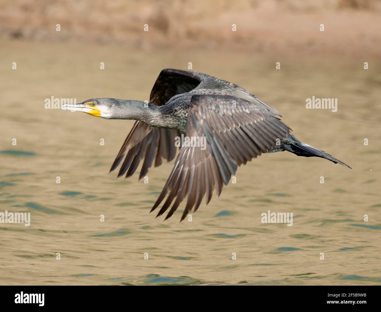 Great Cormorant - im Flug Phalacrocorax carbo Rajasthan, Indien BI032193 Stockfoto