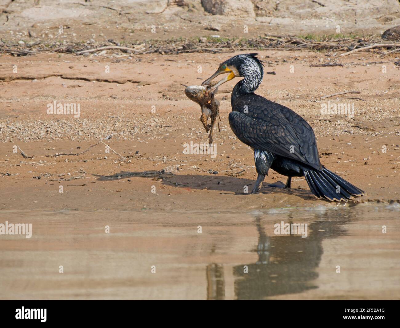 Great Cormorant - mit Fisch Phalacrocorax carbo Rajasthan, Indien BI032197 Stockfoto