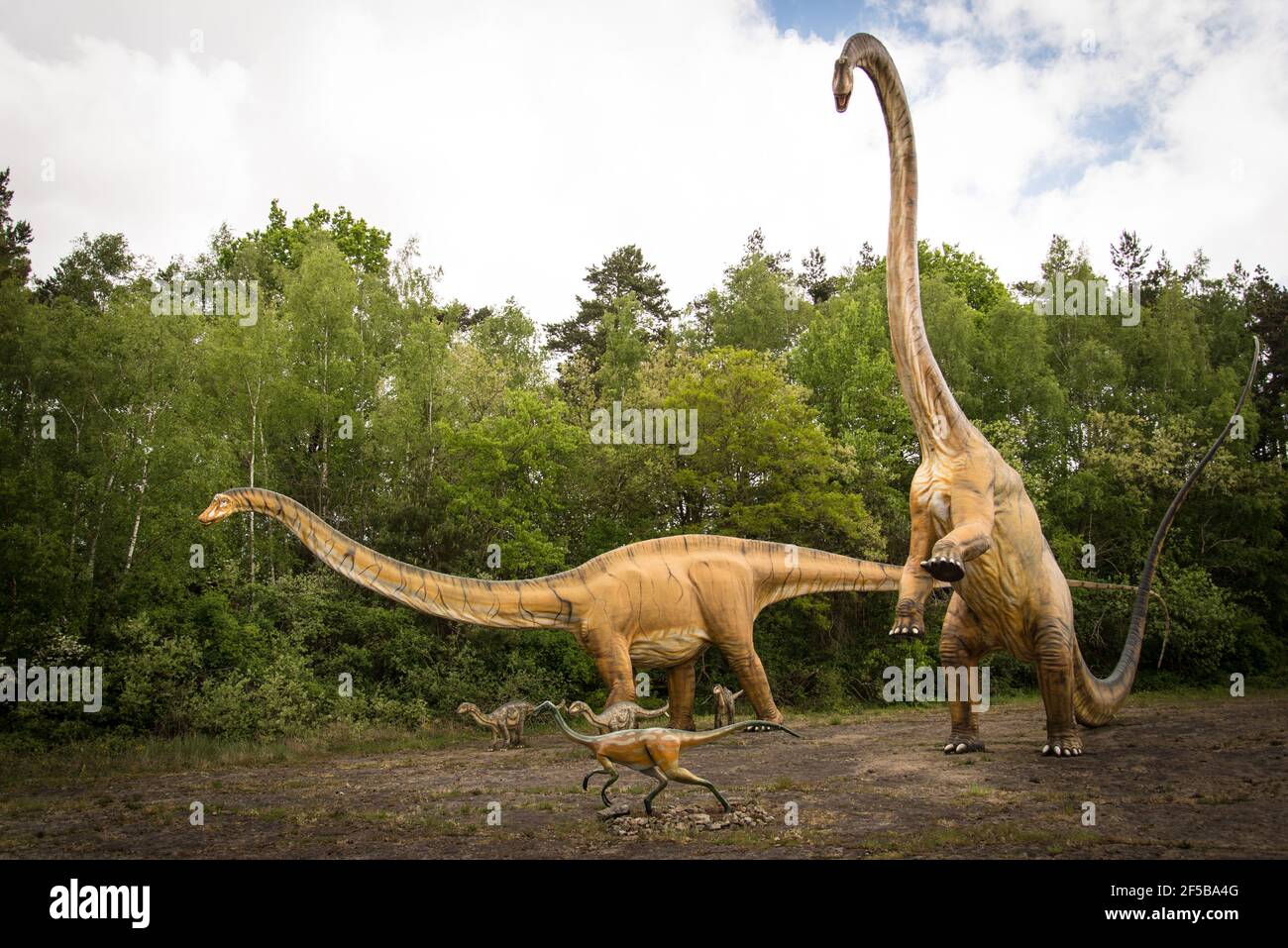 Riesen des Dinosaurieralters : Lifesize-Modelle von Diplodocus mit Welpen. Stockfoto