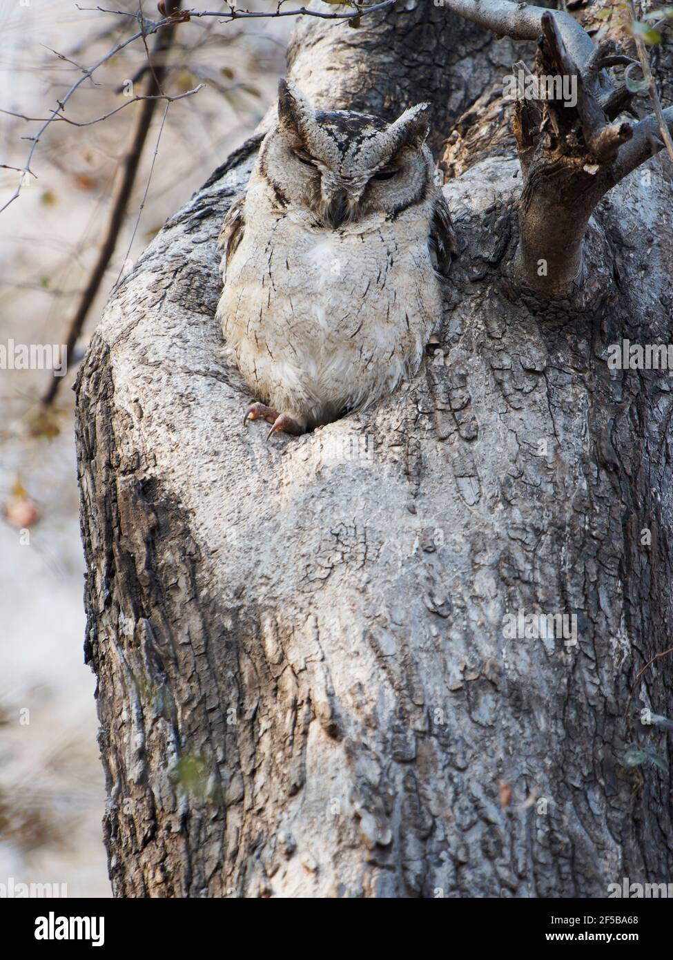 Indian Scops Owl Otus bakkamoena Rajasthan, Indien BI03203 Stockfoto