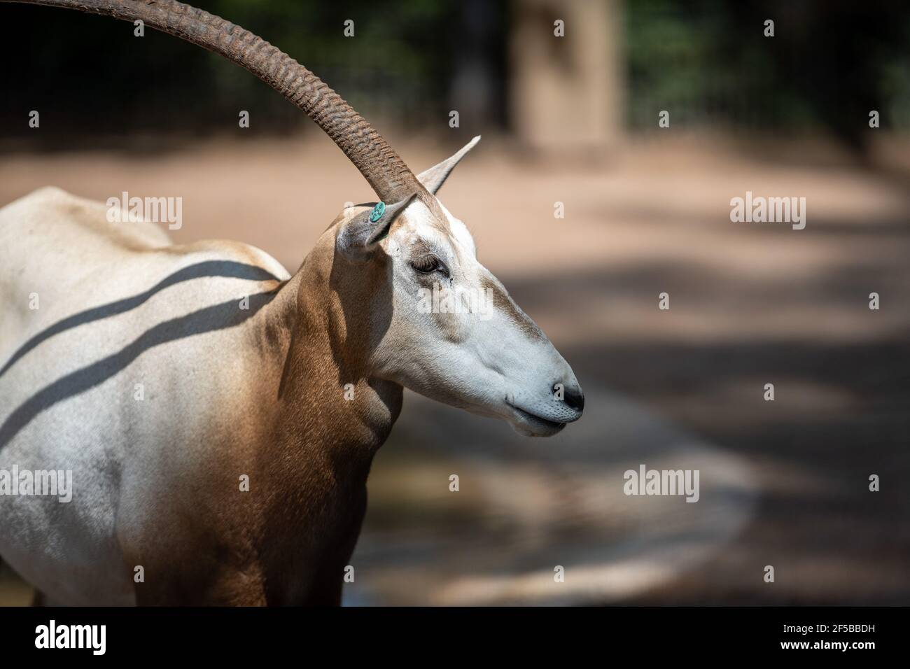 Profilportrait eines gehörnten Oryx unter dem Sonnenlicht Stockfoto