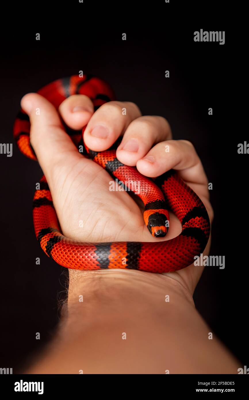 Lampropeltis Triangulum Allgemein Bekannt Als Die Milchschlange Oder Milchschlange Ist Eine Art Von Konigsschlange Stockfotografie Alamy