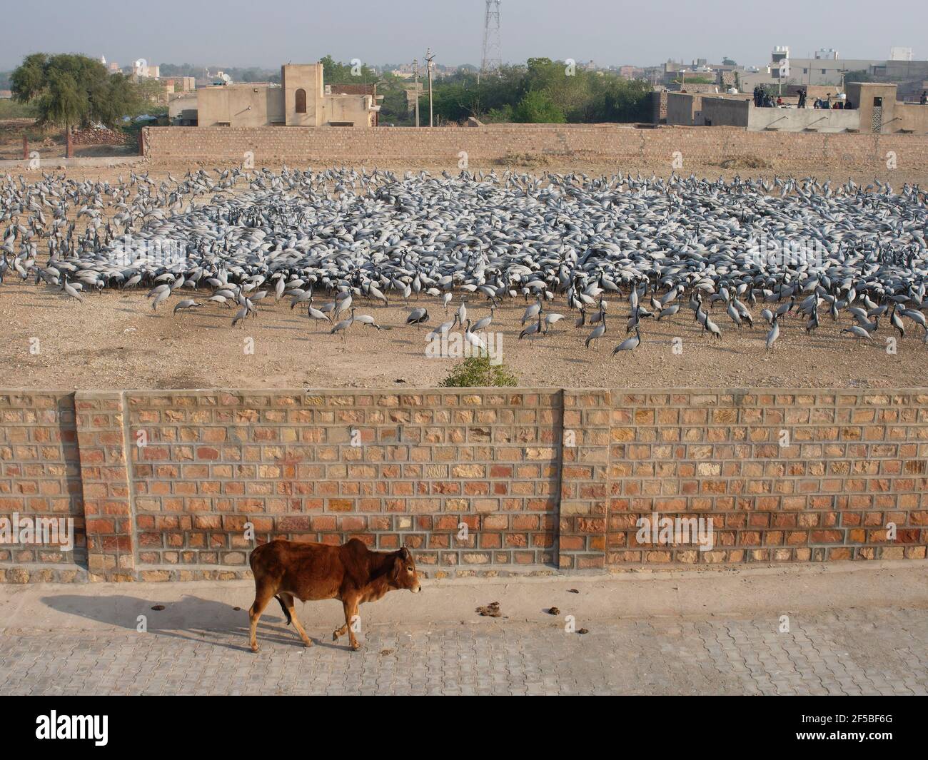 Demoiselle Crane Center und Heilige Kuh Grus virgo Khichan, Rajasthan, Indien BI032821 Stockfoto