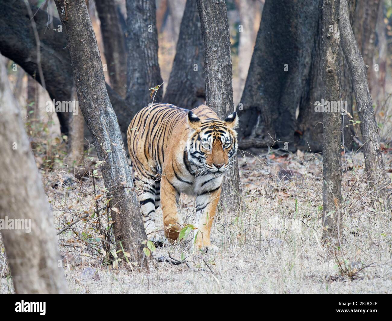 Bengal Tiger - weibliche Noor Wandern durch den Wald Panthera tigris tigris Ranthambore National Park Rajastan, Indien MA003526 Stockfoto