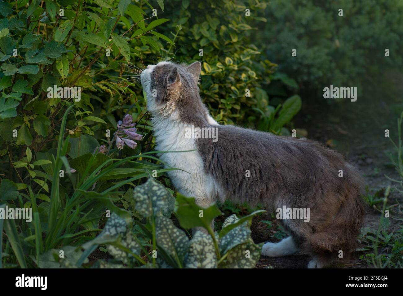 Katze riechendes Kraut unter blühenden Blumen. Kitty schnüffelnd Blume. Katze riechende Aroma Blume. Stockfoto