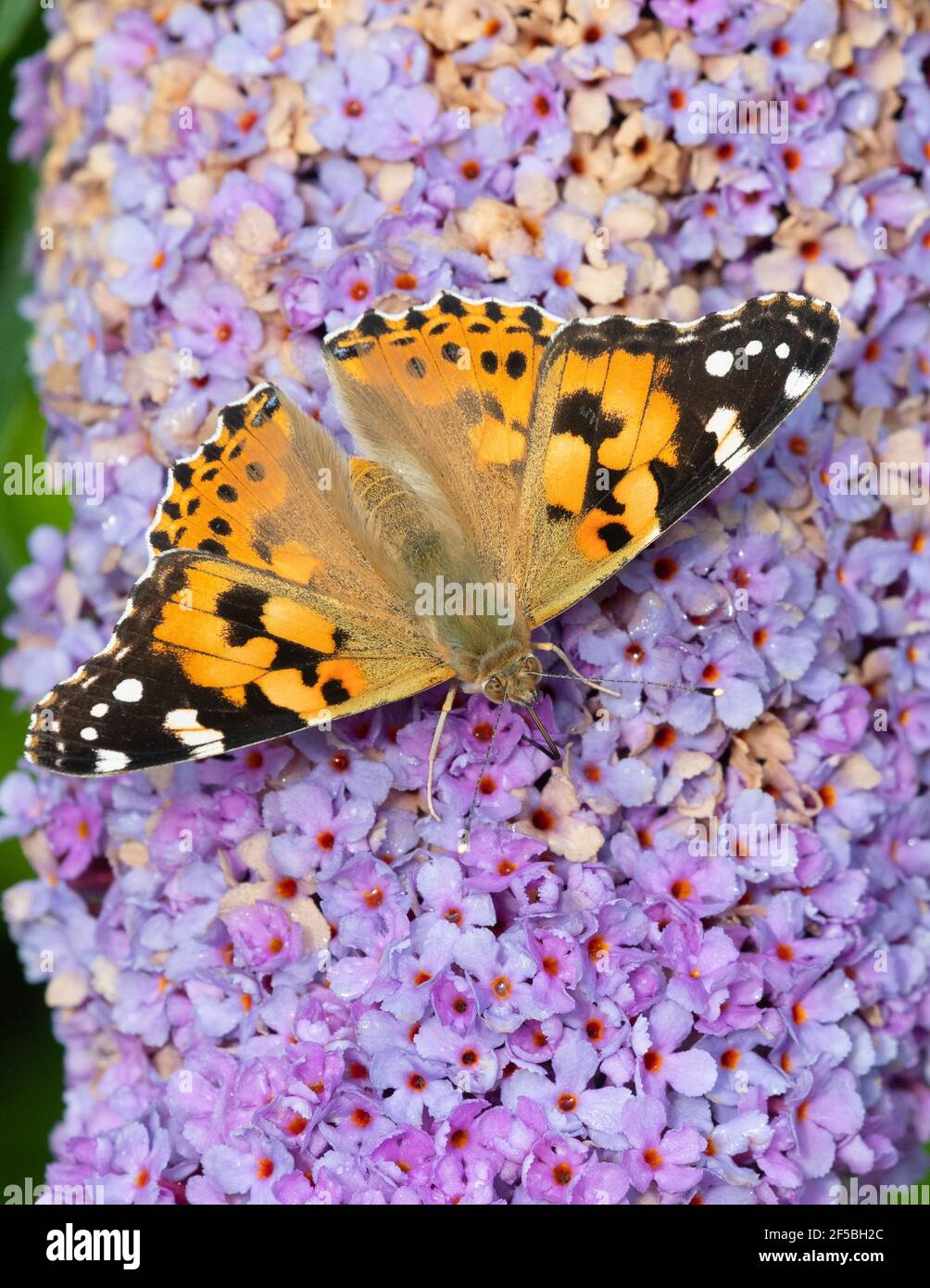 Gemalte Dame Schmetterling - Vanessa cardui - auf Buddleia - VEREINIGTES KÖNIGREICH Stockfoto