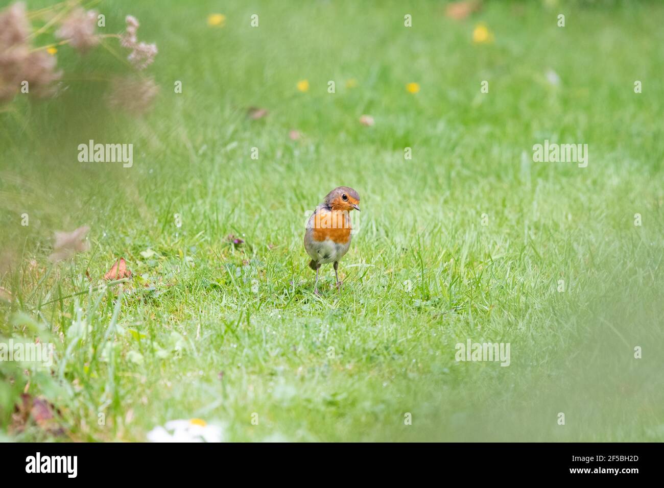 Robin (Erithacus rubecula) auf Wildtierwiese - Großbritannien Stockfoto