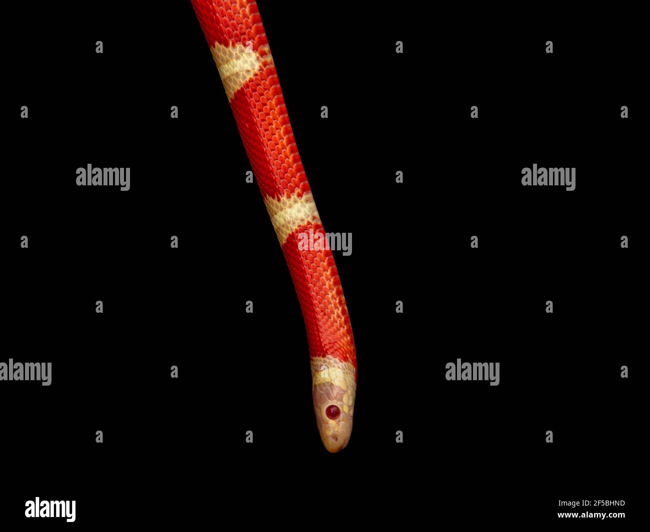 Lampropeltis Triangulum Allgemein Bekannt Als Die Milchschlange Oder Milchschlange Ist Eine Art Von Konigsschlange Stockfotografie Alamy