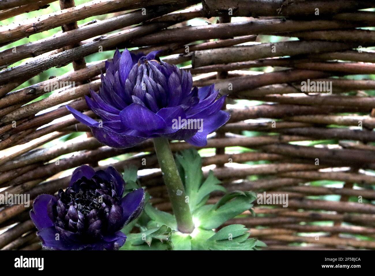 Anemone coronaria ‘Fullstar Blue’ Poppy Anemone Fullstar Blue – mehrschichtige, doppellilafarbene Blume, März, England, Großbritannien Stockfoto