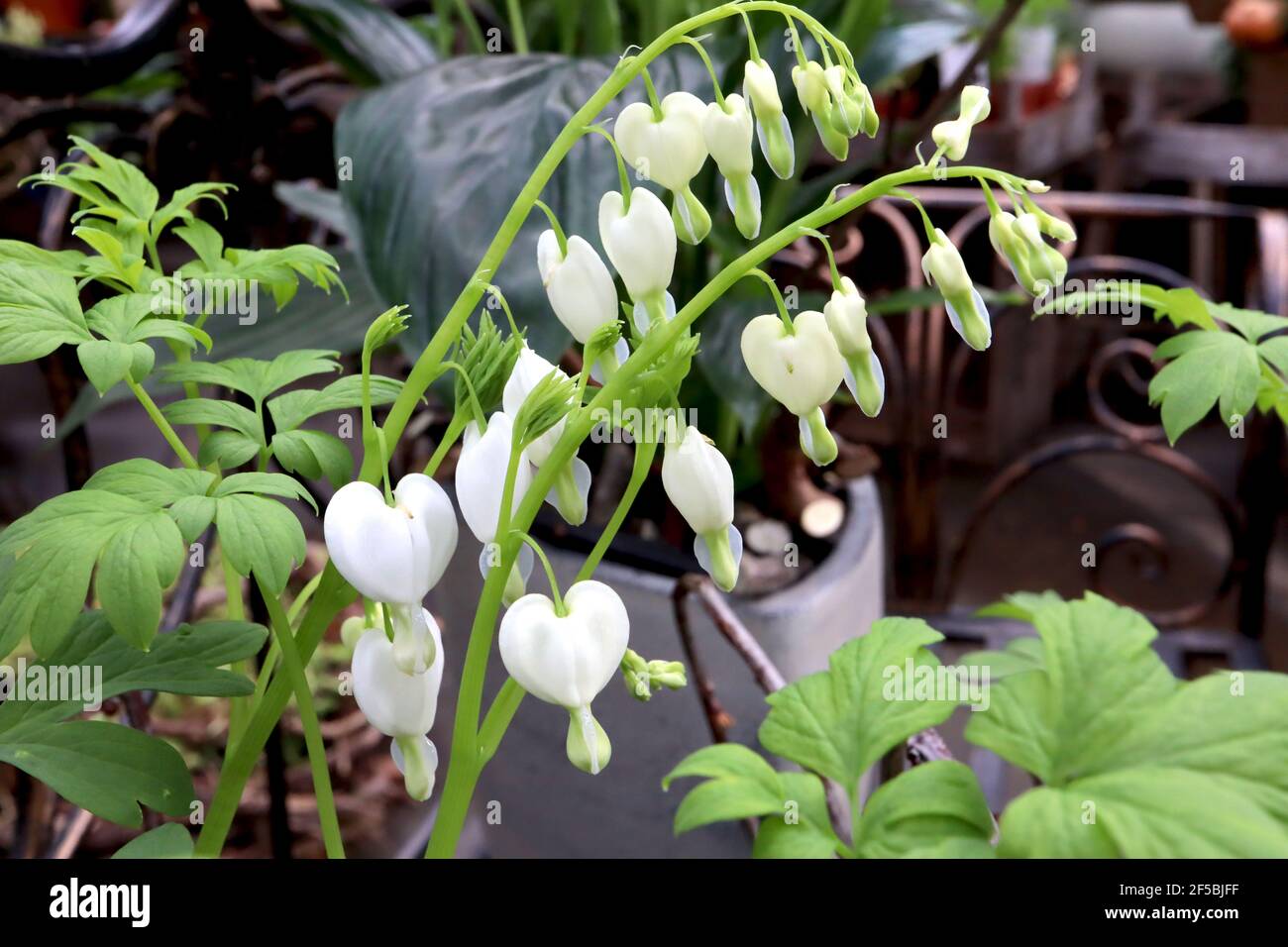 Lamprocapnos spectabilis ‘Alba’ Dicentra spectabilis Alba – weiße herzförmige Blüten mit farnem Laub, März, England, Großbritannien Stockfoto
