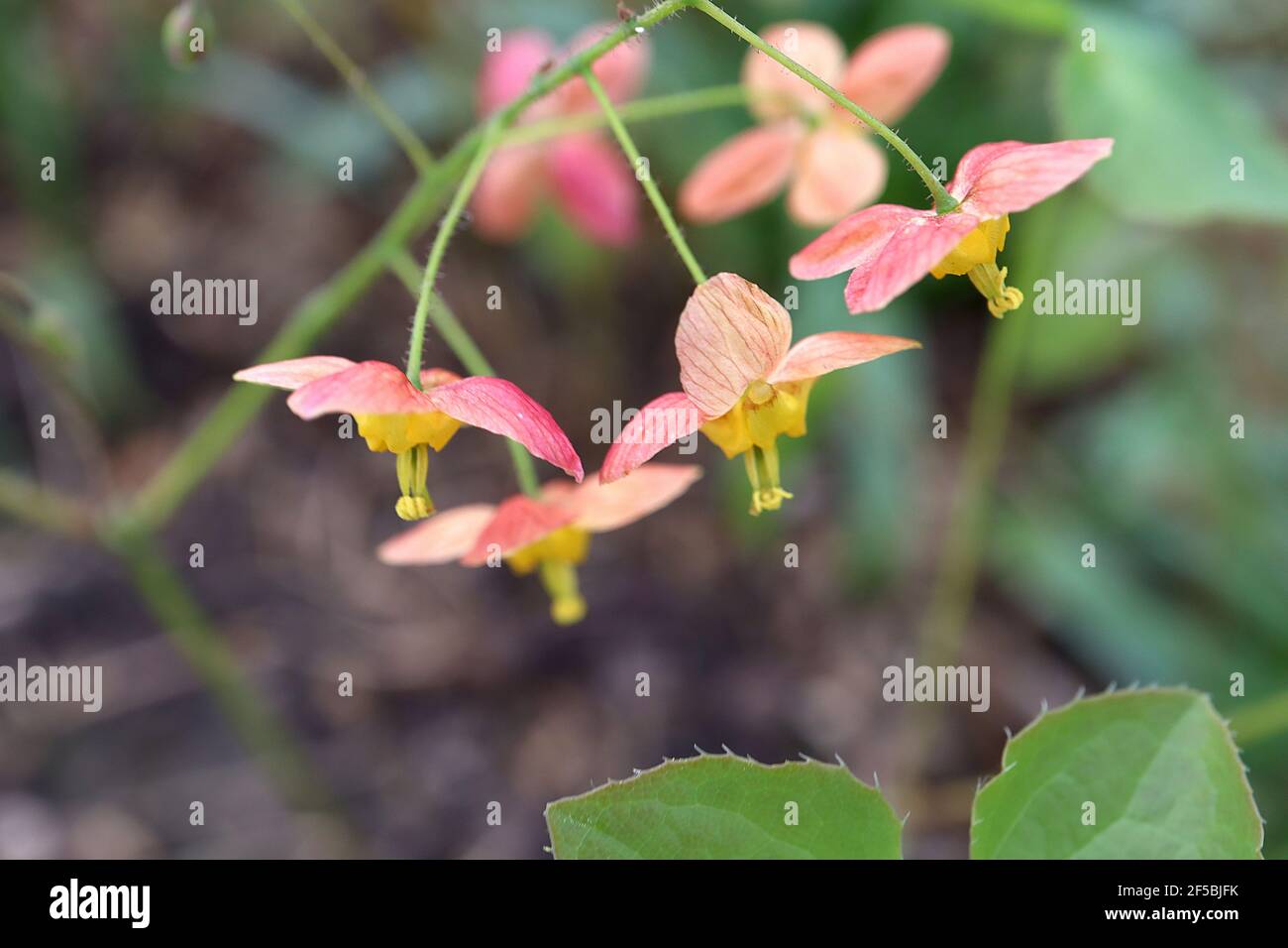 Epimedium pinnatum x warleyense ‘Orangekonigin’ Barrenwort Orange Queen - Spray von pfirsichrosa-geäderten Blüten mit gelben Spornen, März, England, Großbritannien Stockfoto