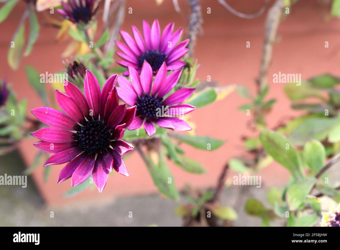 Osteospermum ecklonis ‘Tradewinds Deep Purple’ dunkelviolette afrikanische Gänseblümchen – regnerisch verwüstete violette Gänseblümchenähnliche Blume mit schwarzem Zentrum, März, England, Großbritannien Stockfoto