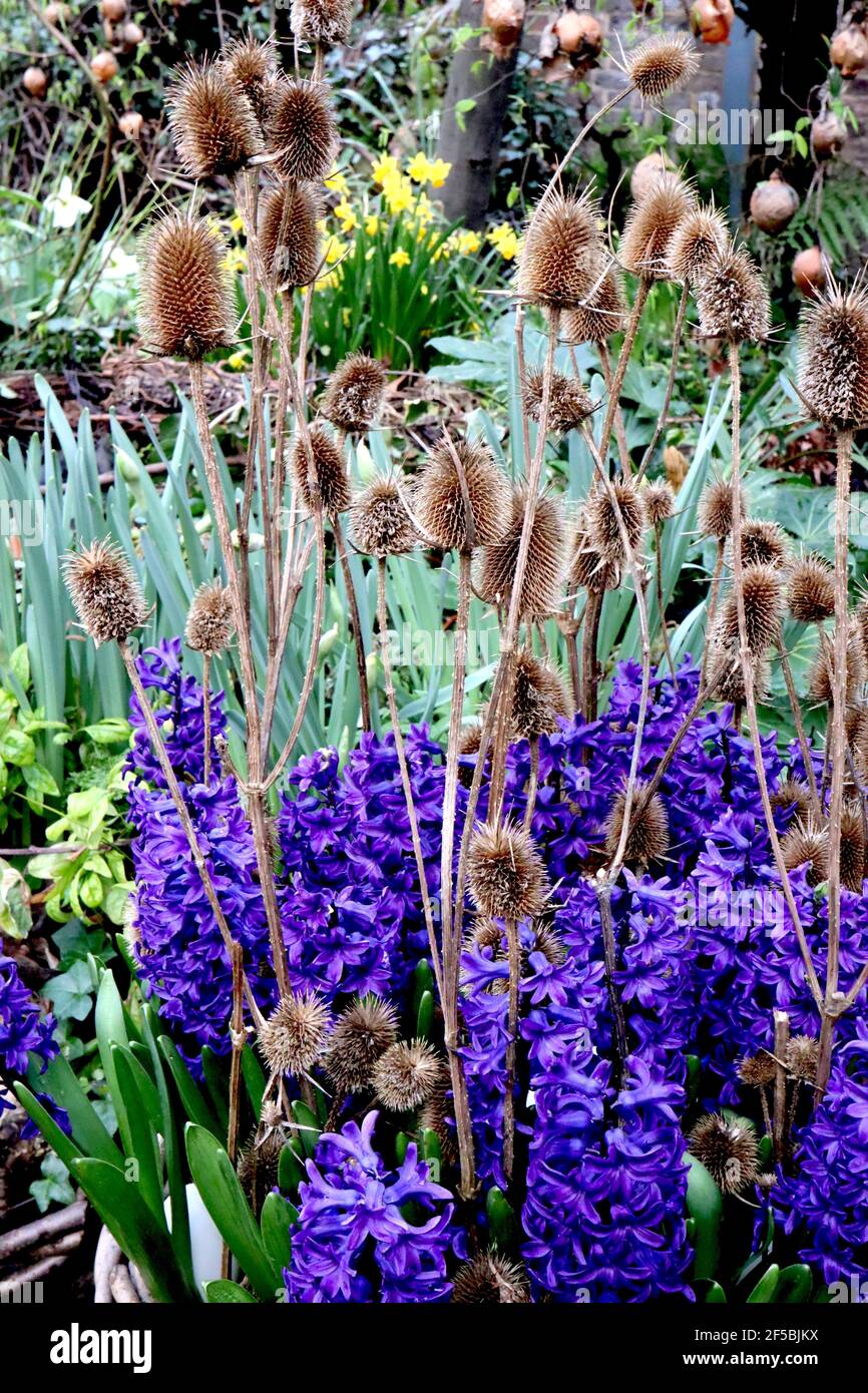 Hyacinthus orientalis ‘Peter Stuyvesant’ Dipsacus fullonum Hyacinth Peter Stuyvesant – dunkelviolette Blüten und Teelöffel, März, England, Großbritannien Stockfoto