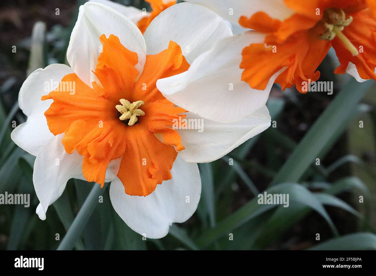 Narcissus ‘Orangery’ Division 11a Narzissen mit geteiltem Kragen, Orangery-Narzissen - weiße Blütenblätter und orangefarbener Spaltbecher, März, England, Großbritannien Stockfoto