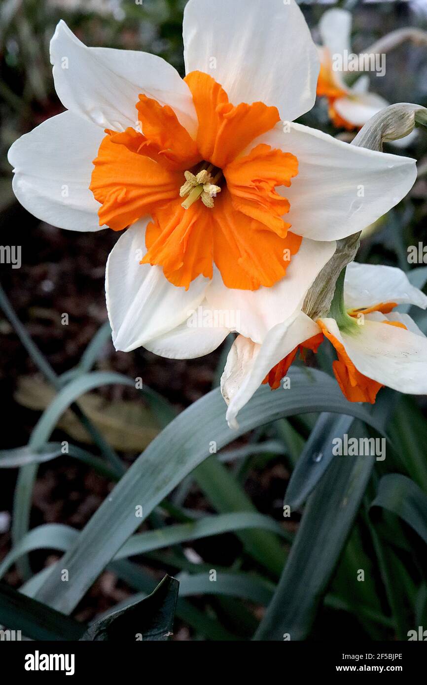 Narcissus ‘Orangery’ Division 11a Narzissen mit geteiltem Kragen, Orangery-Narzissen - weiße Blütenblätter und orangefarbener Spaltbecher, März, England, Großbritannien Stockfoto