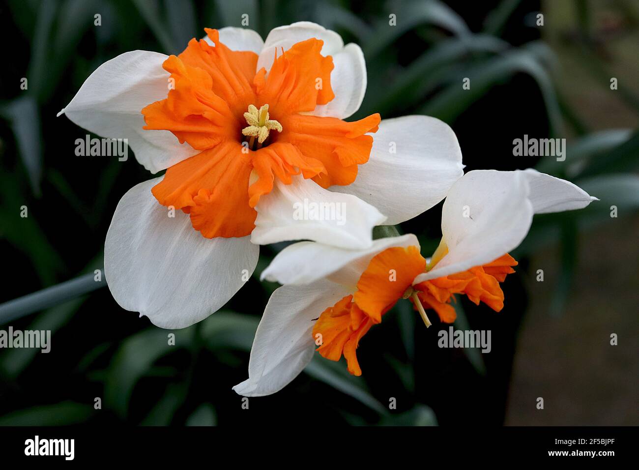 Narcissus ‘Orangery’ Division 11a Narzissen mit geteiltem Kragen, Orangery-Narzissen - weiße Blütenblätter und orangefarbener Spaltbecher, März, England, Großbritannien Stockfoto