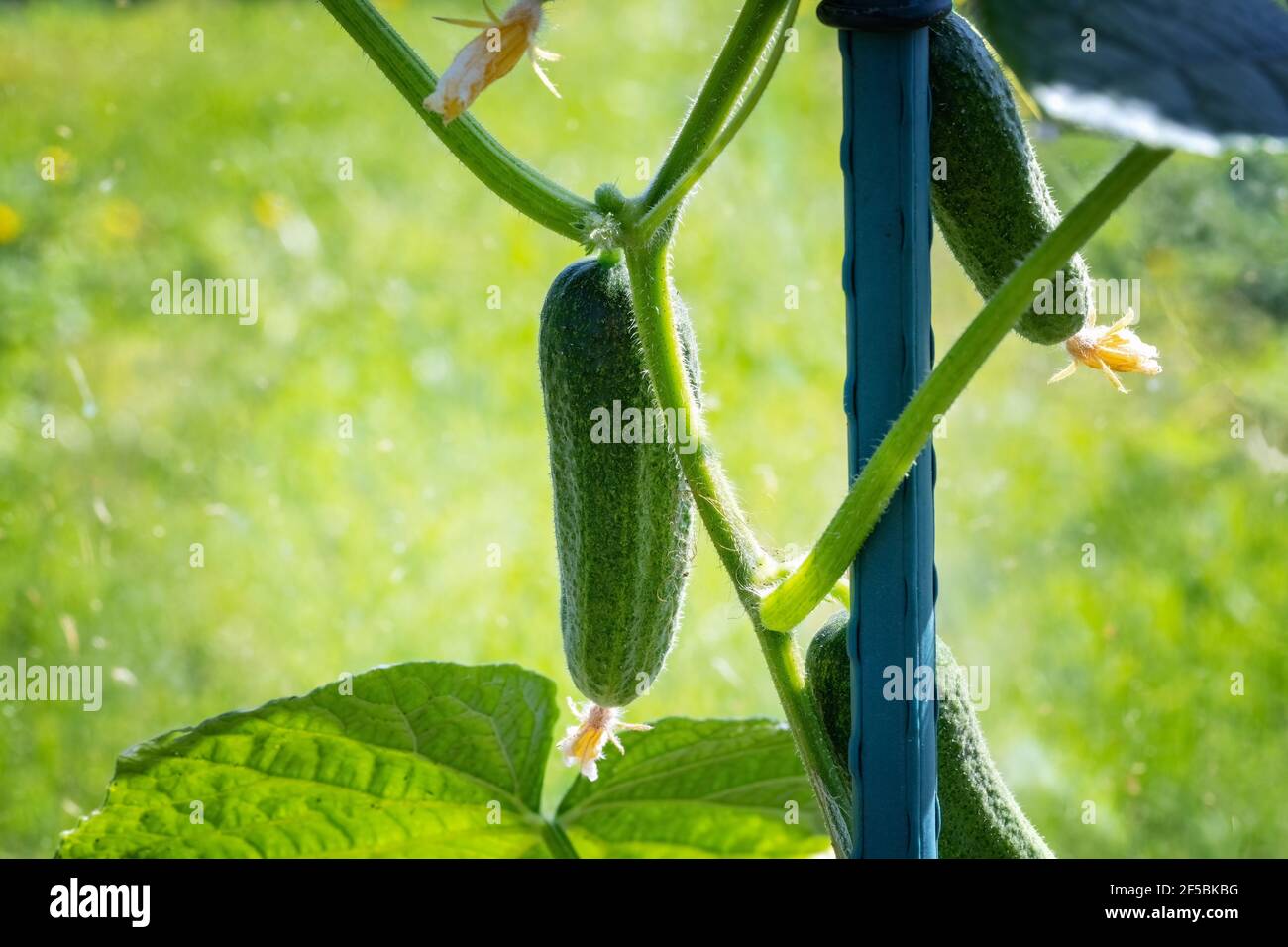Nahaufnahme Foto von natürlichen grünen Bio-Gurken wachsen im Gewächshaus. Sommer und frisches gesundes Öko Gemüse auf dem eigenen Bauernhof Stockfoto