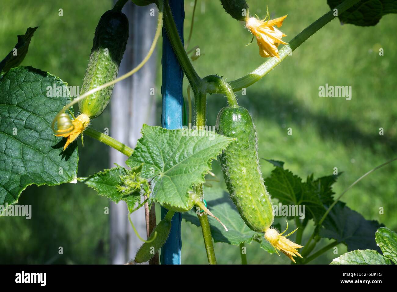 Nahaufnahme Foto von natürlichen grünen Bio-Gurken wachsen im Gewächshaus. Sommer und frisches gesundes Öko Gemüse auf dem eigenen Bauernhof. Stockfoto