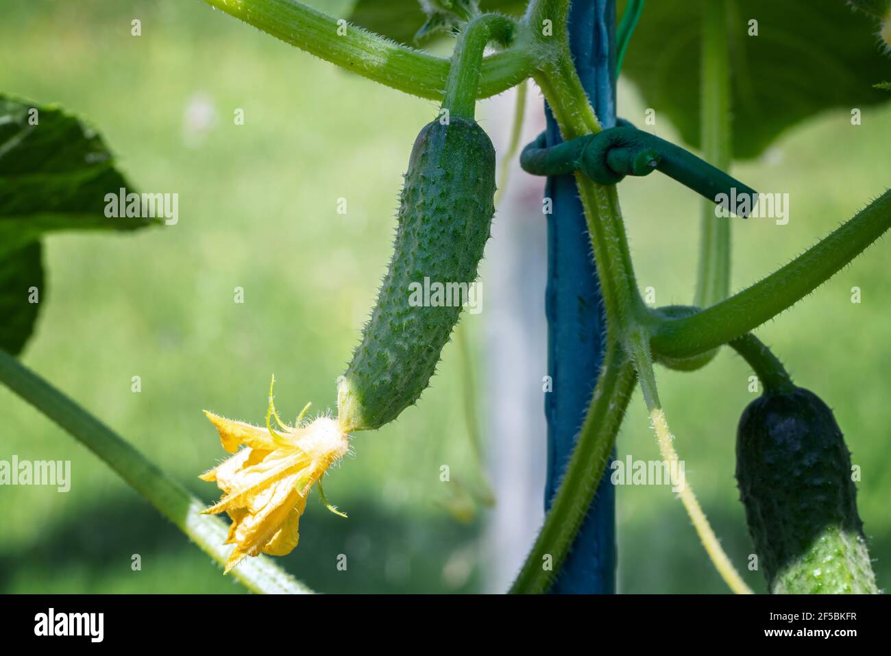 Nahaufnahme Foto von natürlichen grünen Bio-Gurke wächst im Gewächshaus. Sommer und frisches gesundes Öko Gemüse auf dem eigenen Bauernhof Stockfoto