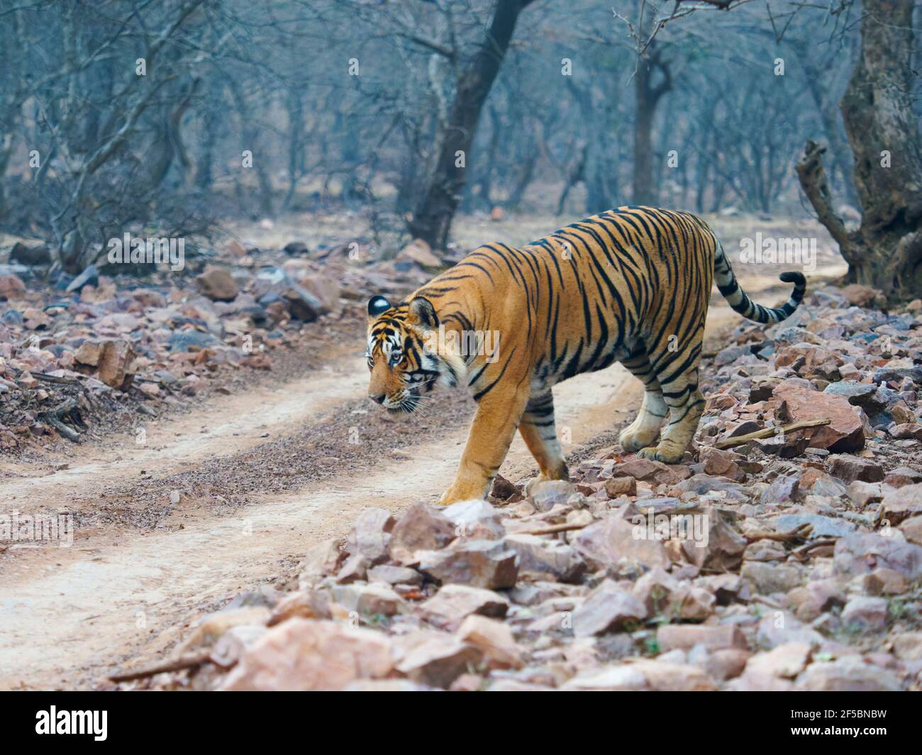 Bengal Tiger - Male T58 mit Jeep Tracks Panthera tigris Ttigris Ranthambore National Park Rajastan, Indien MA003816 Stockfoto