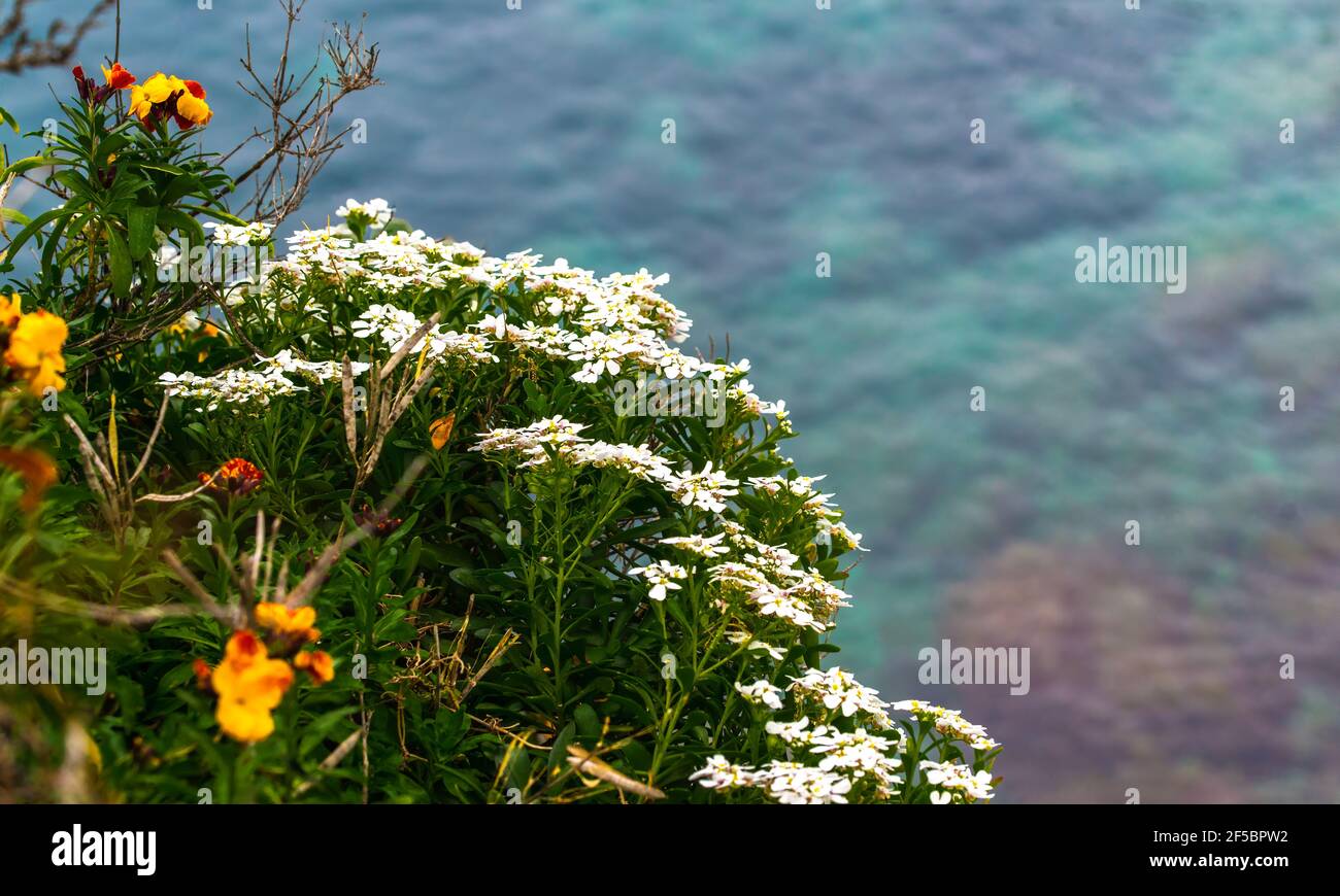 Weiße Iberis-Blüten und gelbe und orangefarbene Wandblumen (Erysimum cheiri) Am Cap d'Antibes mit dem blauen Mittelmeer in der Hintergrund während des Spr Stockfoto