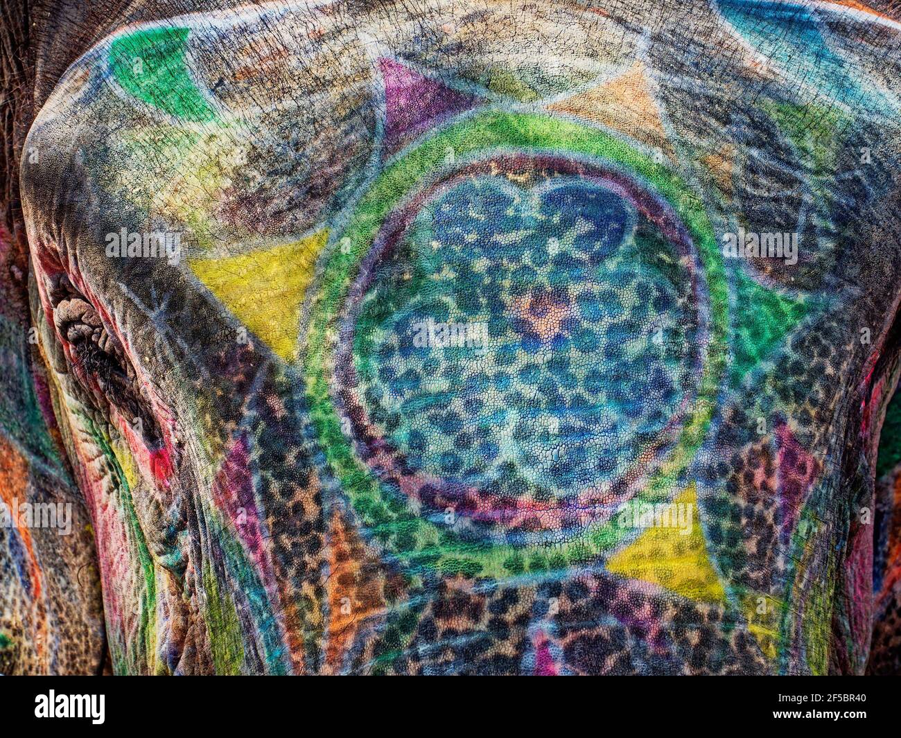 Indischer Elelphant - gemalt Nahaufnahme Elephas maximus indicus Jaipur, Indien MA003907 Stockfoto