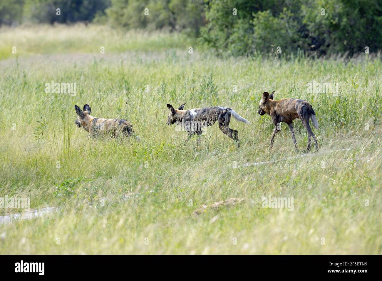 Afrikanische Wildhunde oder bemalte Wölfe (Lycaon pictus). Drei Botswana. „Scouting“-Gruppe von drei, Teil einer Gruppe von neun auf einer Wiederanlangung t Stockfoto