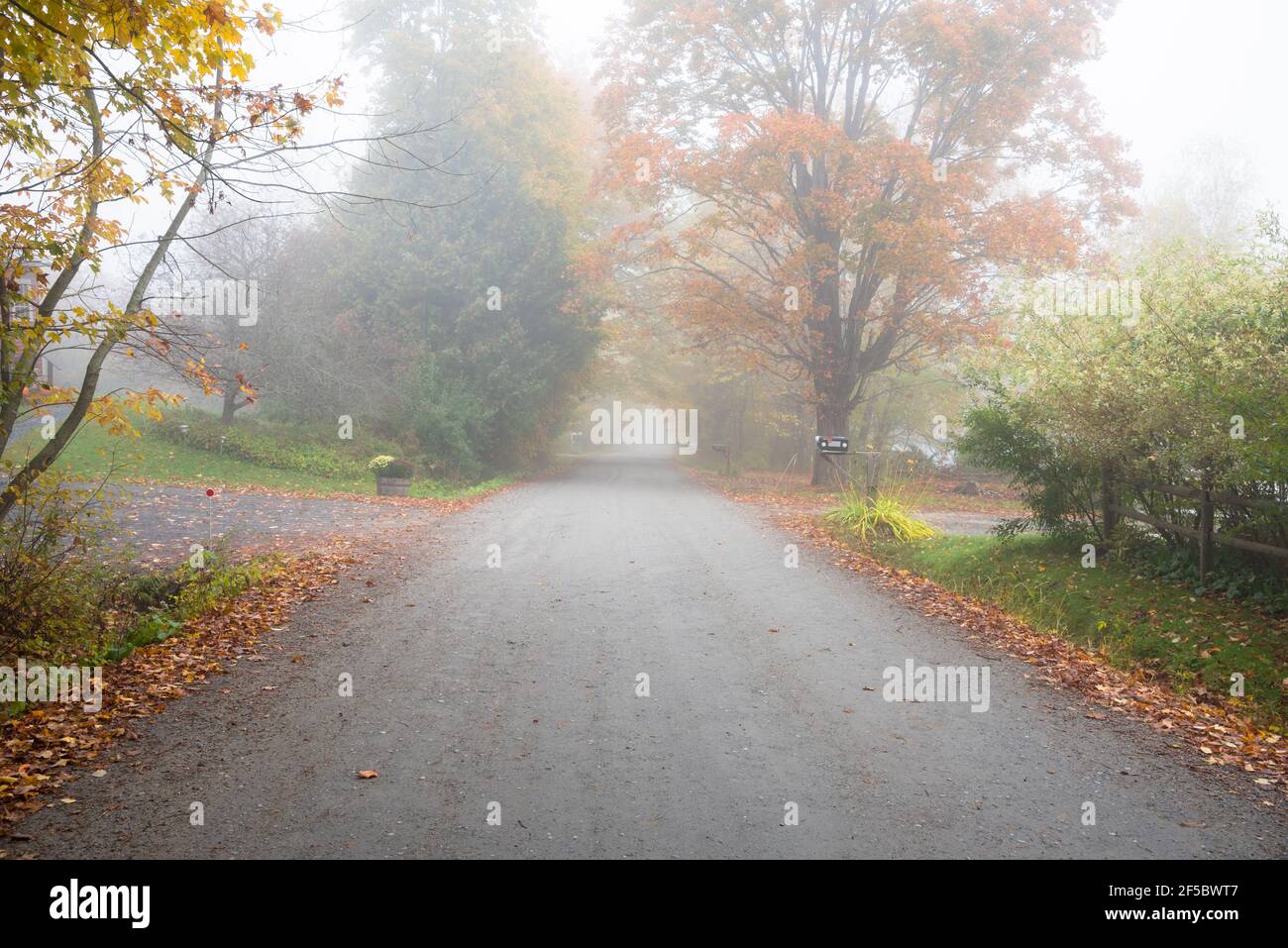 Menschenleere, von Bäumen gesäumte, unbefestigte Landstraße, die im Herbst von kaltem Morgennebel umhüllt ist. Herbstlaub. Stockfoto