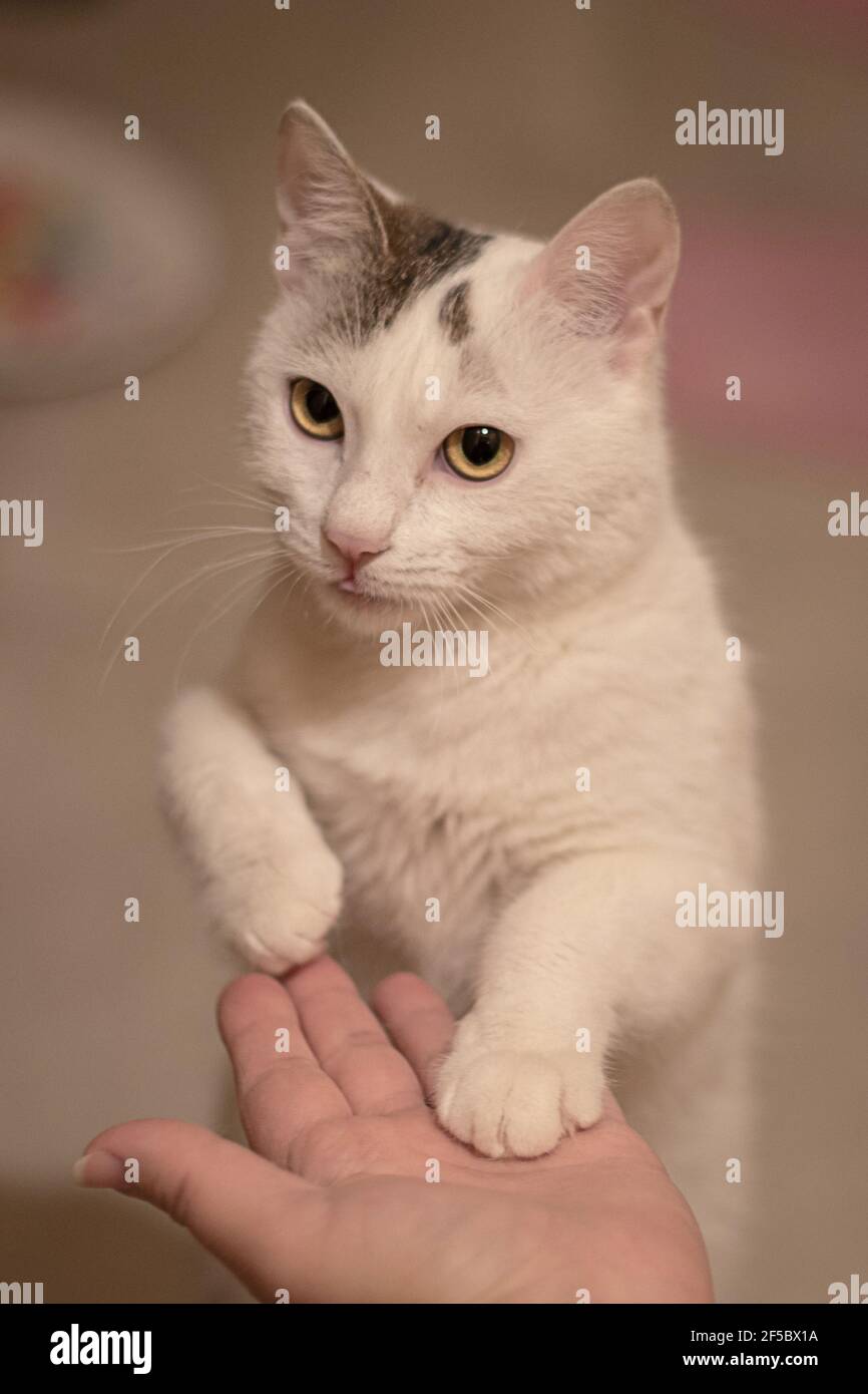 Nette Katze in den Händen Stockfoto