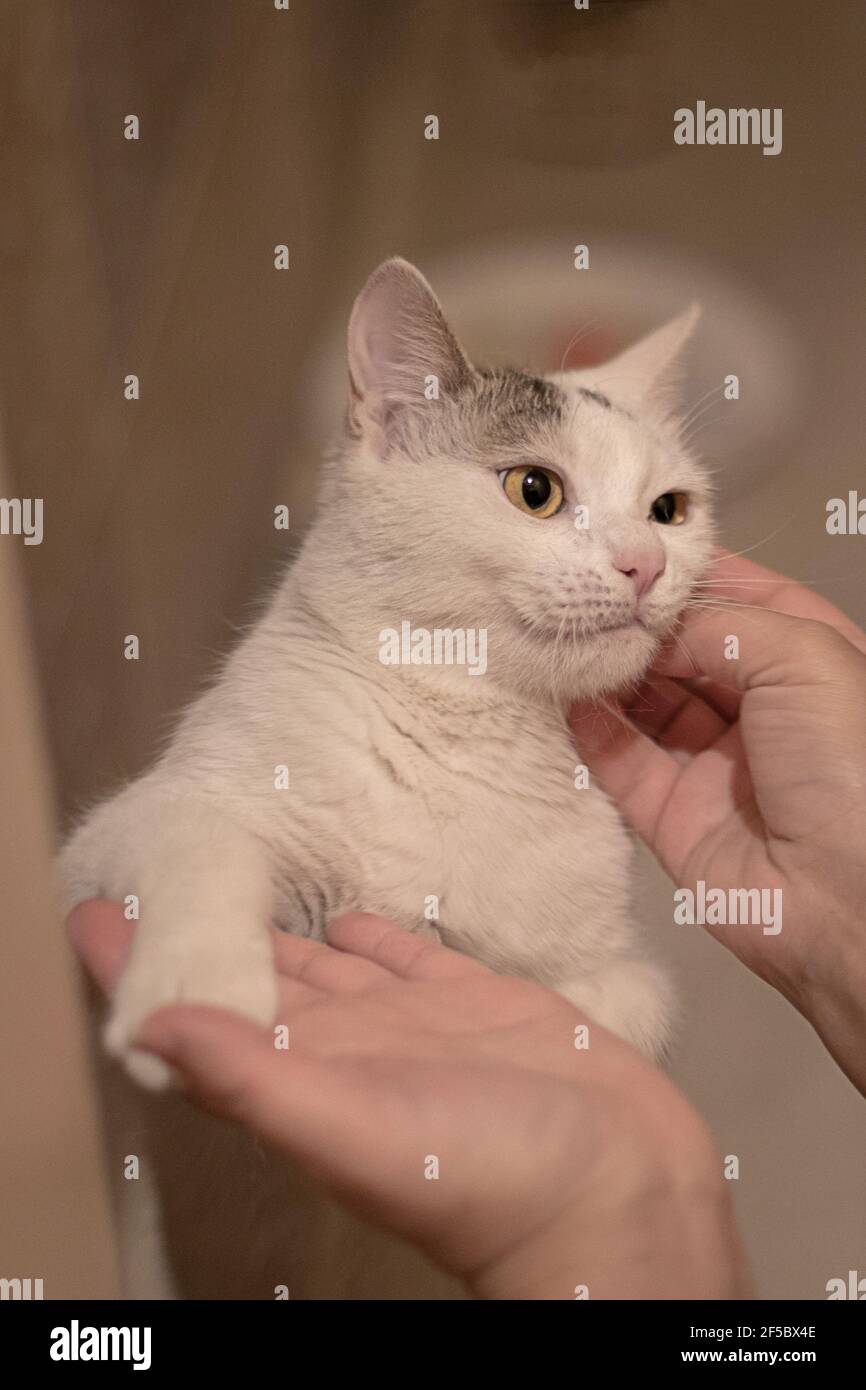 Nette Katze in den Händen Stockfoto