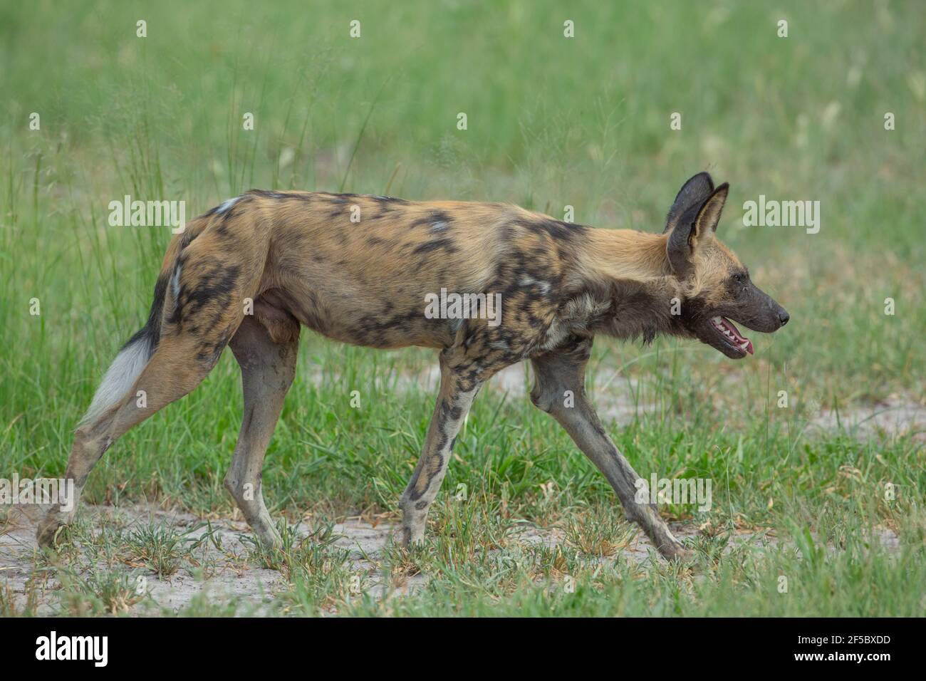 Afrikanischer Wildhund, gemalter Wolf (Lycaon pictus). Natürliche Schrittmacherstudie, vorne, hinten, links vorne, vorne und hinten die Beine rechts zum Folgen. Stockfoto