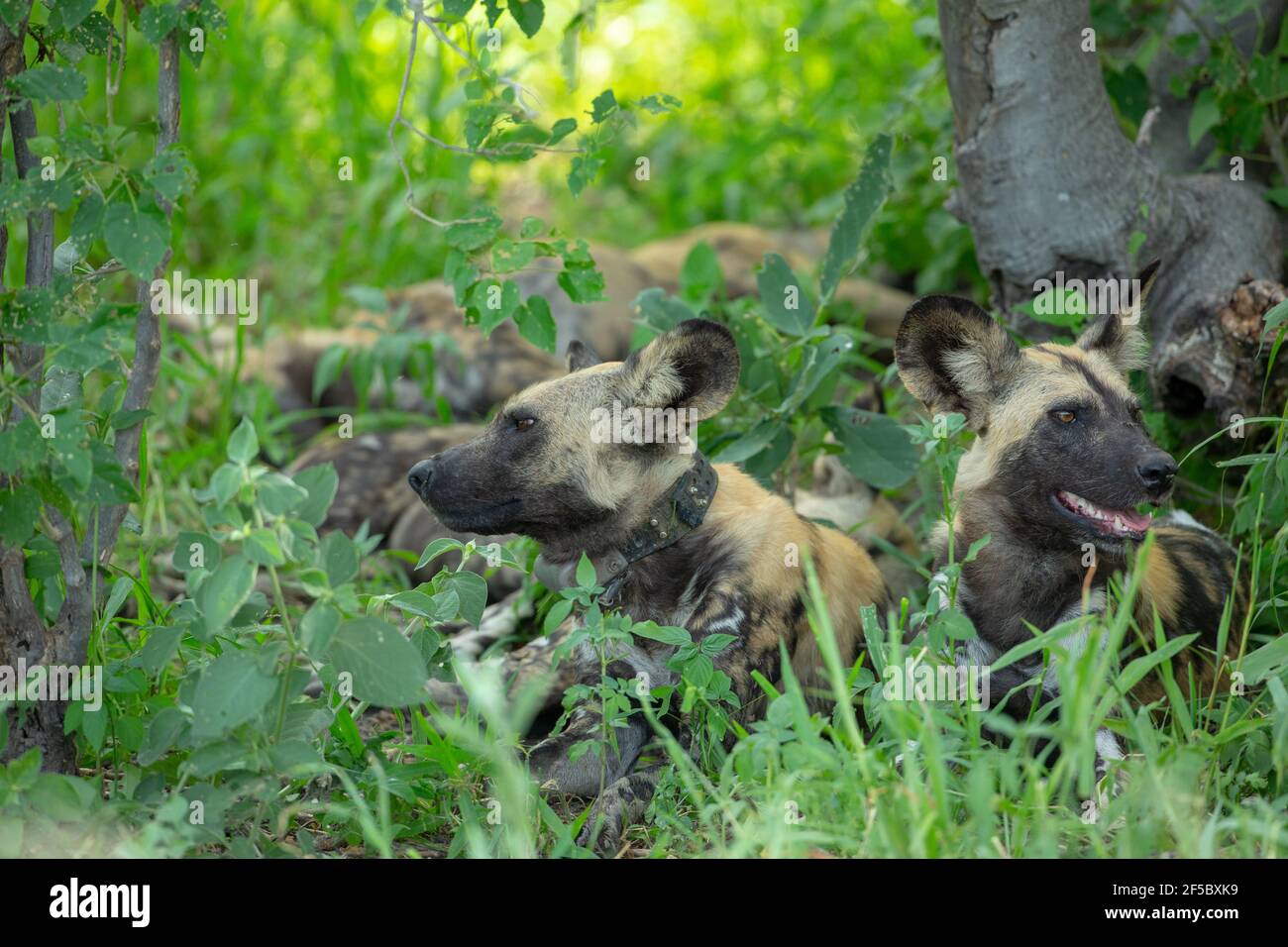 Afrikanische Wildhunde oder bemalte Wölfe (Lycaon pictus). Erwachsene männlich auf der rechten Seite. Erwachsene Frau trägt Forscher Funksender Halsband, links.. T Stockfoto