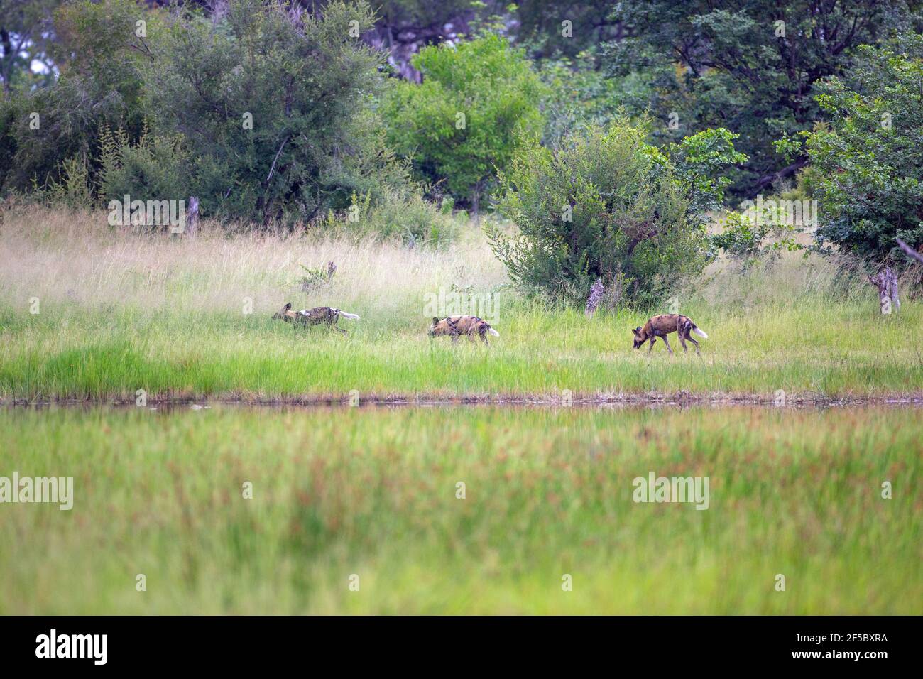 African Wild Hunting Dogs Painted Wolves (Lycaon pictus). Drei von neun Stück unterwegs. Scouting, aufeinander folgend, entlang eines Duftweges. Stockfoto