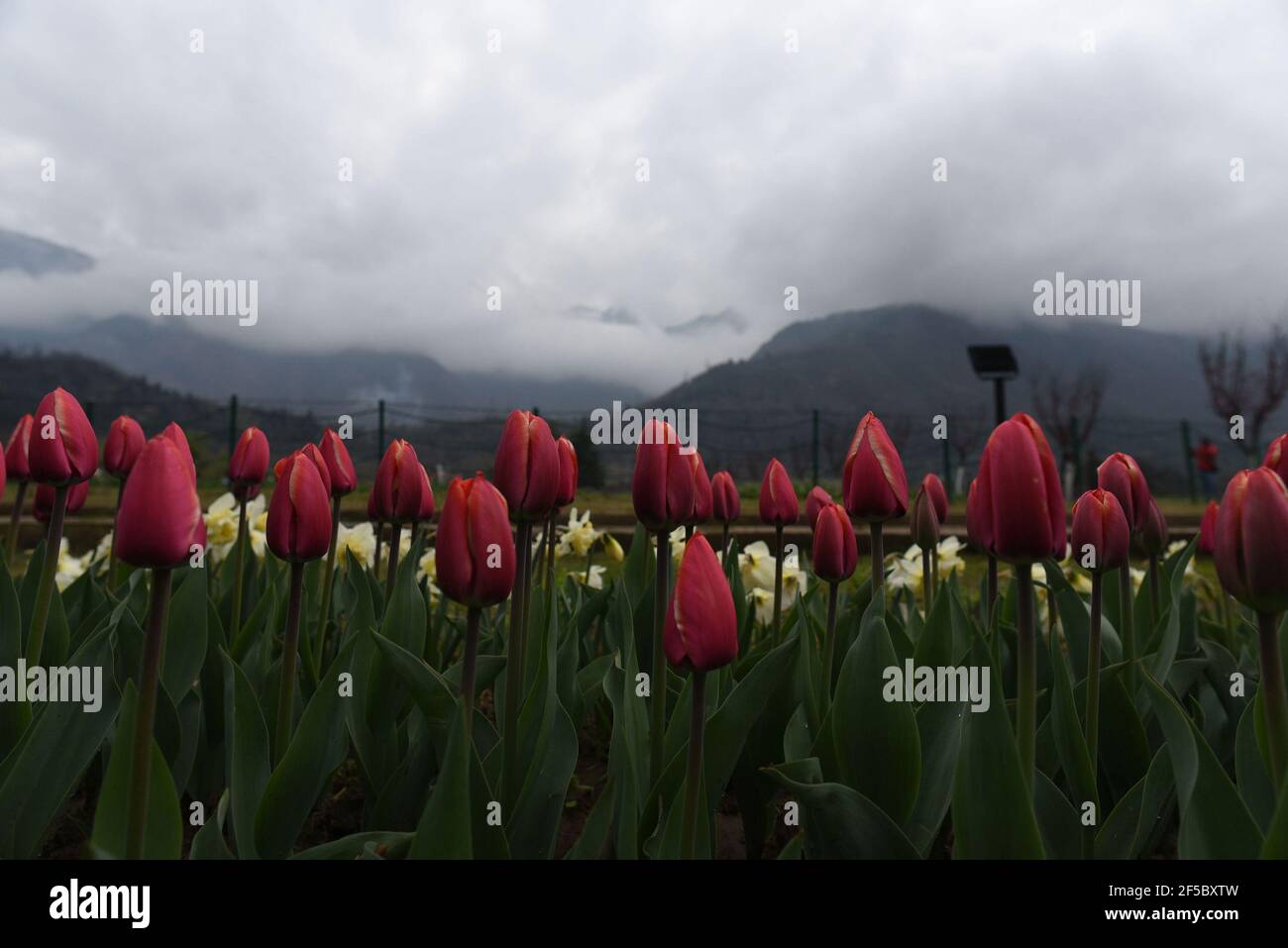 Srinagar, Indien. März 2021, 25th. SRINAGAR, INDIEN - MÄRZ 25: Ein Blick auf den Tulpengarten, nachdem er für die Öffentlichkeit am 25. März 2021 in Srinagar, Indien wiedereröffnet wurde. Asiens größter Tulpengarten hat mehr als 15 lakh Blumen von 64 Sorten. Der Tulpengarten wird ab morgen für die Öffentlichkeit zugänglich sein. Kaltes Wetter aufgrund mehrerer Regenfälle und Schneefall im März hat die Blüte der Blumen in diesem Jahr verzögert. (Foto von Waseem Andrabi/Hindustan Times/Sipa USA) Quelle: SIPA USA/Alamy Live News Stockfoto