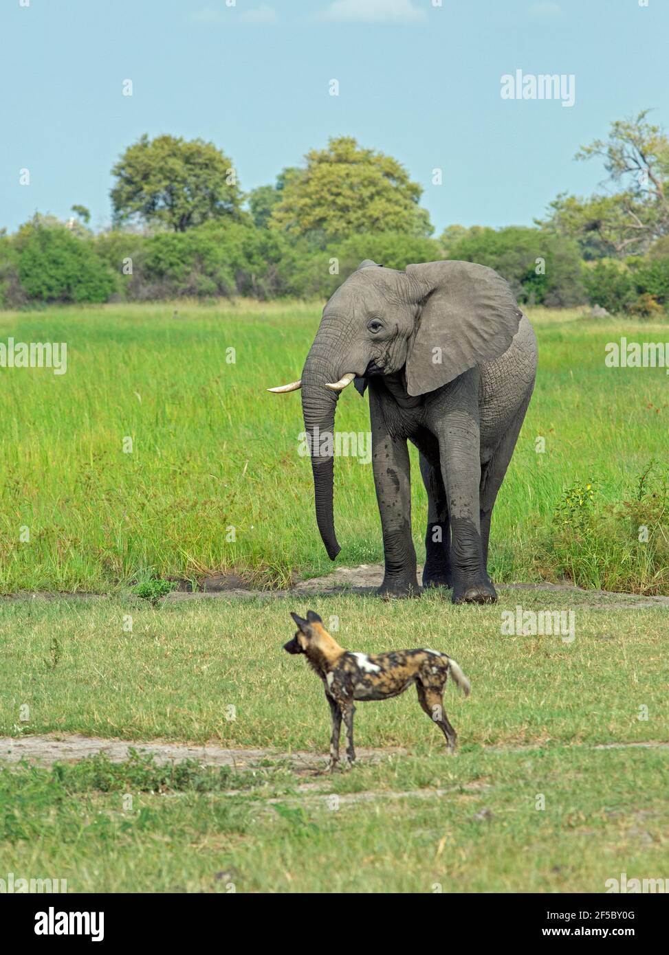 African Wild Hunting Dog oder Painted Wolf (Lycaon pictus). Elefant (Loxodonta africanus). Aufmerksamkeit an anderer Stelle. Grasland-Savanne. Botswana... Stockfoto