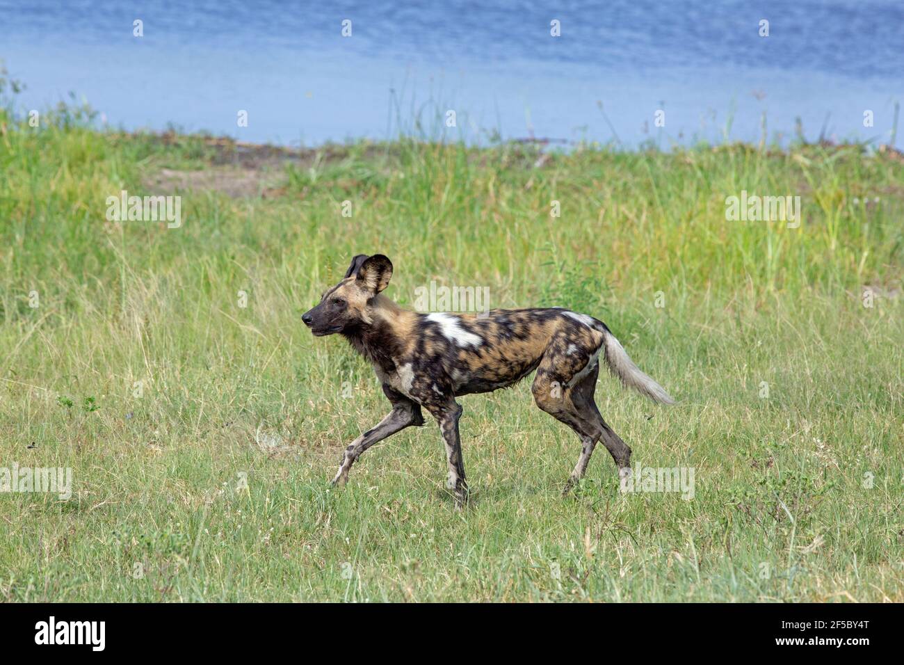 African Wild Hunting Dog oder Painted Wolf (Lycaon pictus). Erwachsener im Profil, über Wasser, nasses Fell gewattert, unterwegs, über grünes Grasland. Stockfoto