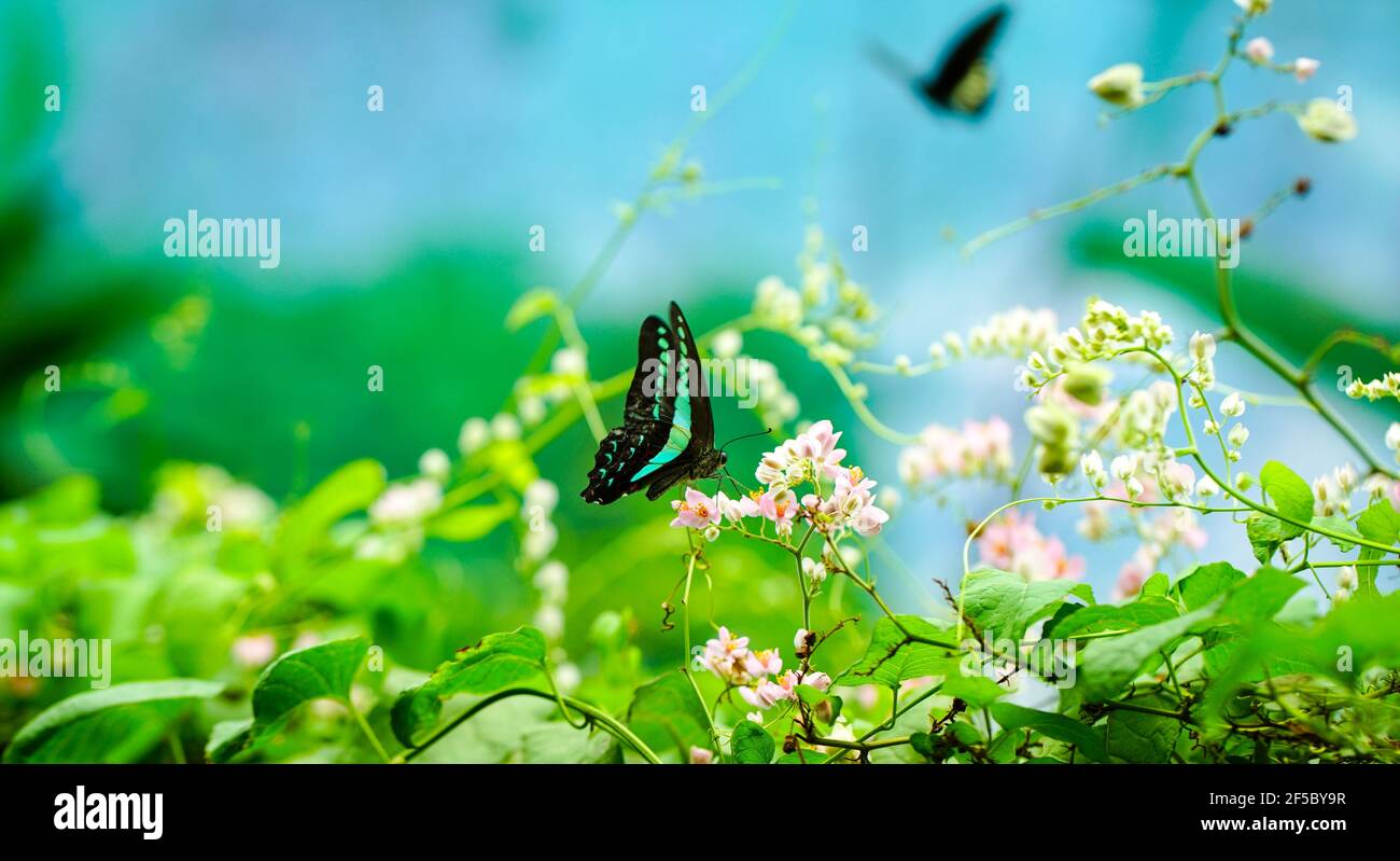 Blaubottle Schmetterling und rosa Blüten. Frühling Zeit und Natur Hintergrund Konzept. Stockfoto