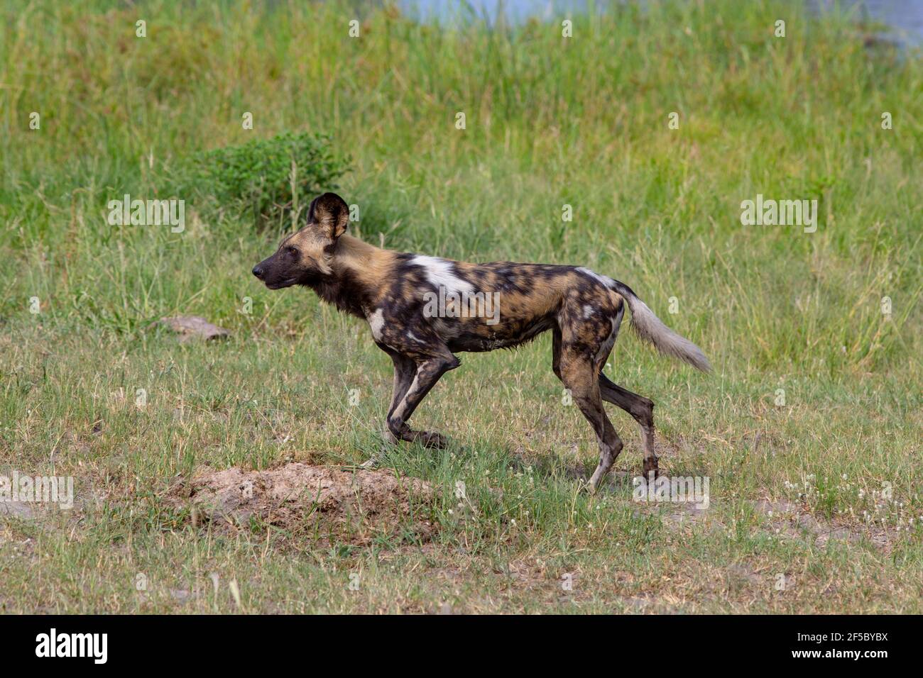 African Wild Hunting Dog oder Painted Wolf (Lycaon pictus). Erwachsener im Profil, über Wasser gewattert, tropfendes, nasses Fell, einzigartige Fellmarkierungen. Stockfoto