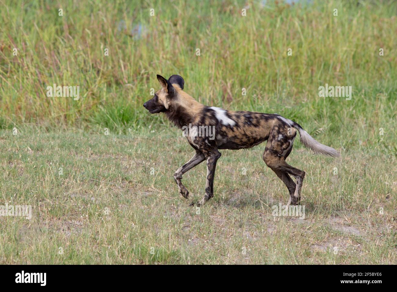 African Wild Hunting Dog oder Painted Wolf (Lycaon pictus). Erwachsener . Einer von einer Packung von neun, im Profil, über Wasser gewattert, tropfend, nasses Fell, tr Stockfoto