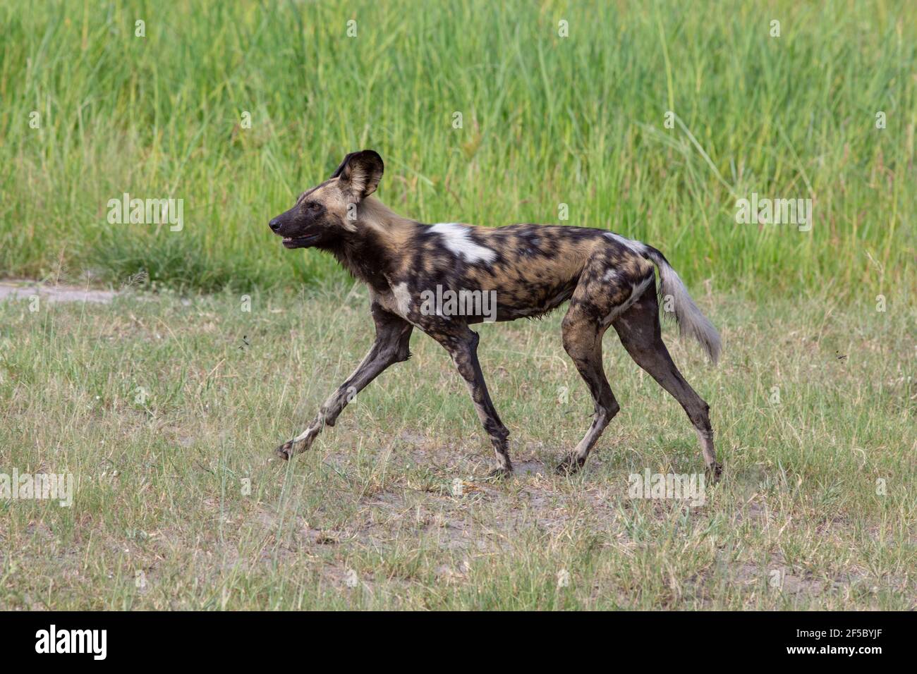 African Wild Hunting Dog oder Painted Wolf (Lycaon pictus). Erwachsener . Einer von neun im Profil, mit nassem Fell über Wasser gewattert, unterwegs. Stockfoto