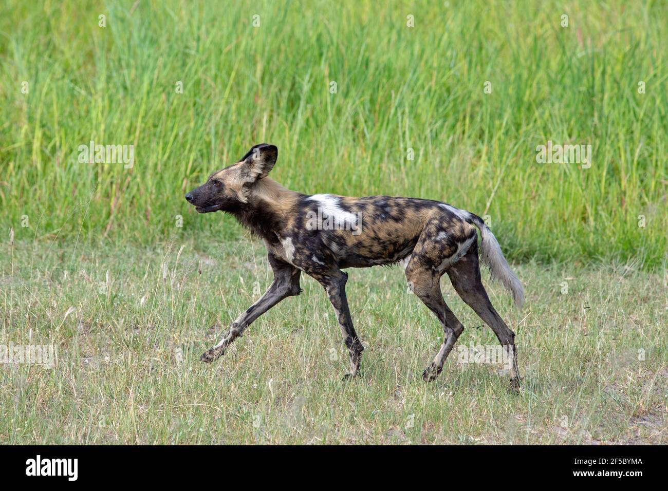 African Wild Hunting Dog oder Painted Wolf (Lycaon pictus). Erwachsener . Einer von neun im Profil, mit nassem Fell über Wasser gewattert, unterwegs. Stockfoto
