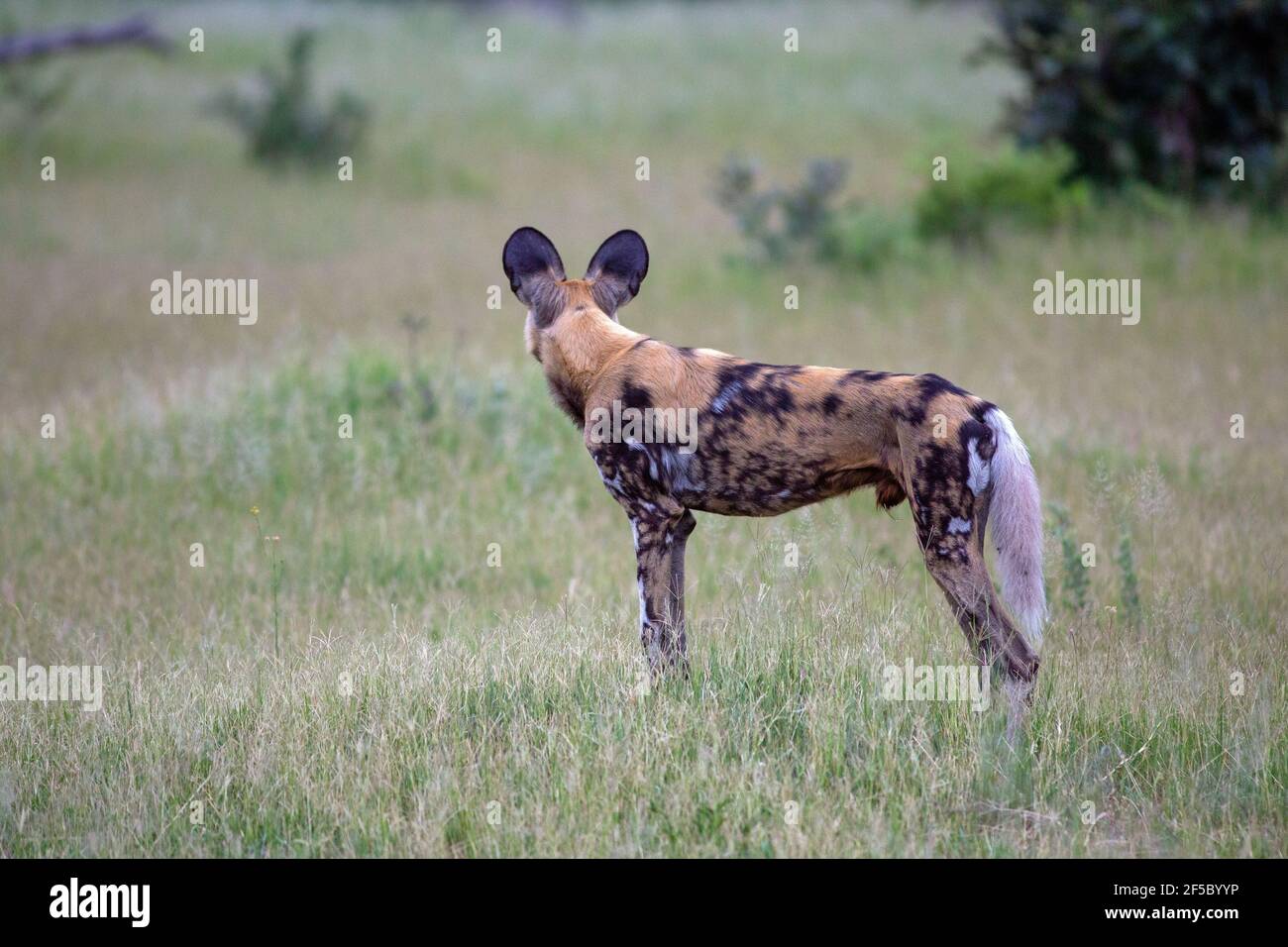 African Wild Hunting Dog oder Painted Wolf (Lycaon pictus). Erwachsener . Eines von neun Stück im Profil. Stehen auf einem Aussichtspunkt, Augen und expansive Stockfoto
