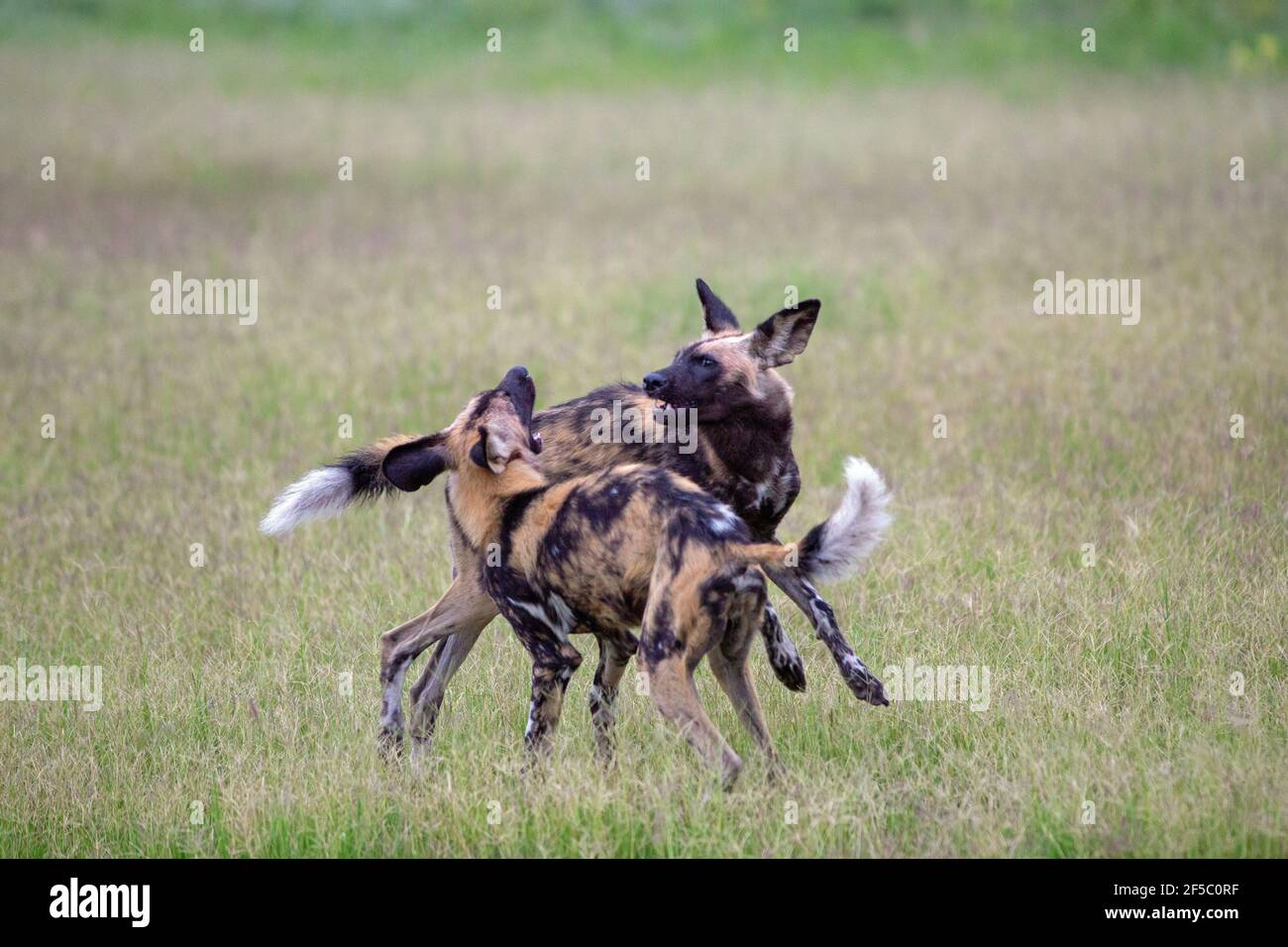 African Wild Hunting Dog oder Painted Wolf (Lycaon pictus). Erwachsener . Zwei von neun, im Streit. Ernsthafte Wechselspiel, durch Haltung, Position, Körper la Stockfoto