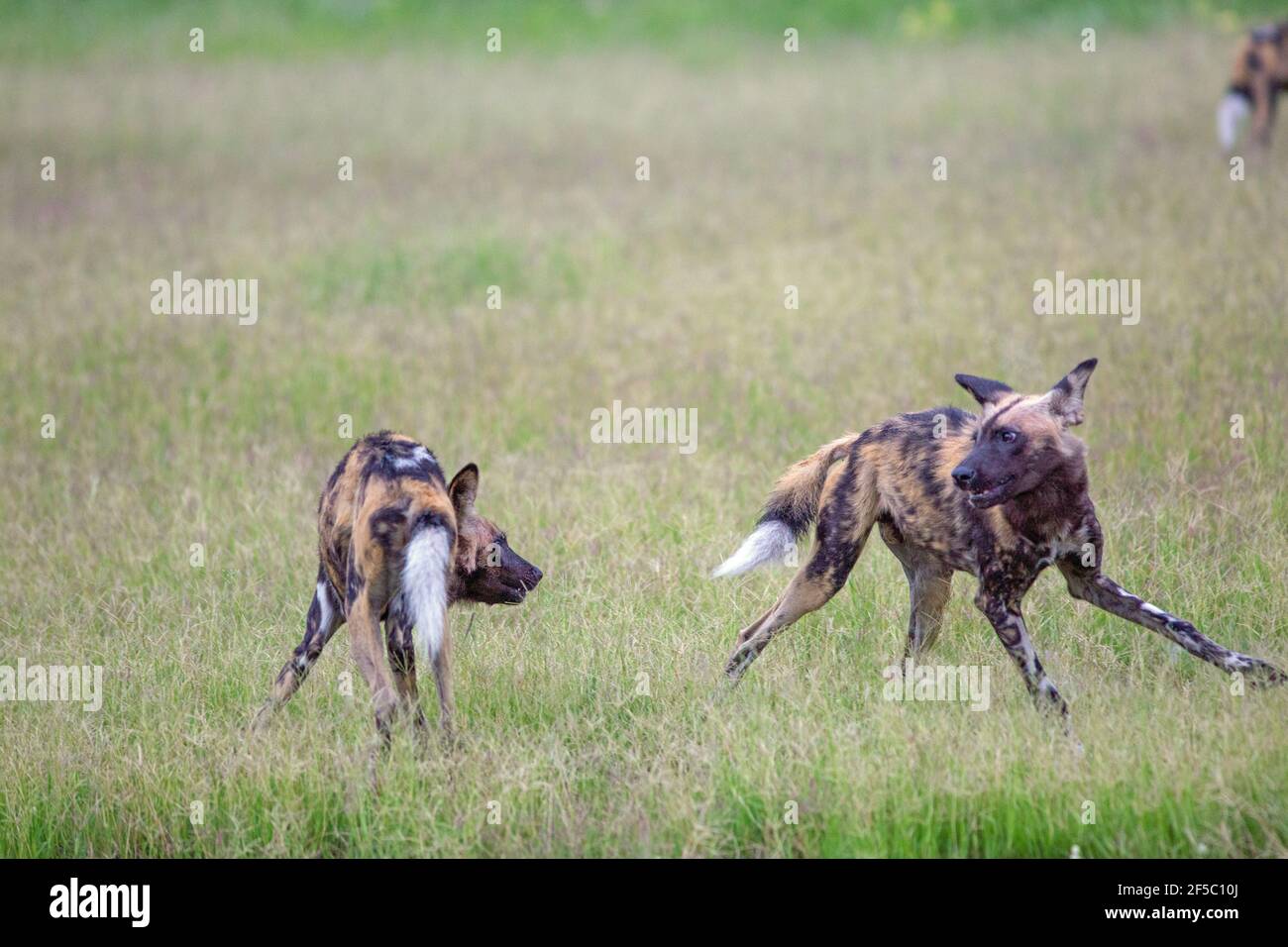 African Wild Hunting Dog oder Painted Wolf (Lycaon pictus). Erwachsener . Zwei von neun, in Konfrontation. Ernsthaftes Zusammenspiel, nach Haltung, Position, b Stockfoto