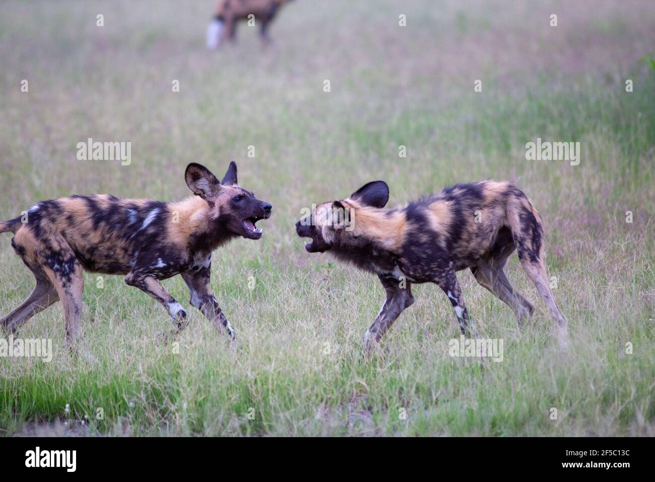 African Wild Hunting Dog oder Painted Wolf (Lycaon pictus). Erwachsener . Zwei von neun, in Konfrontation. Ernsthaftes Zusammenspiel, nach Haltung, Position, b Stockfoto