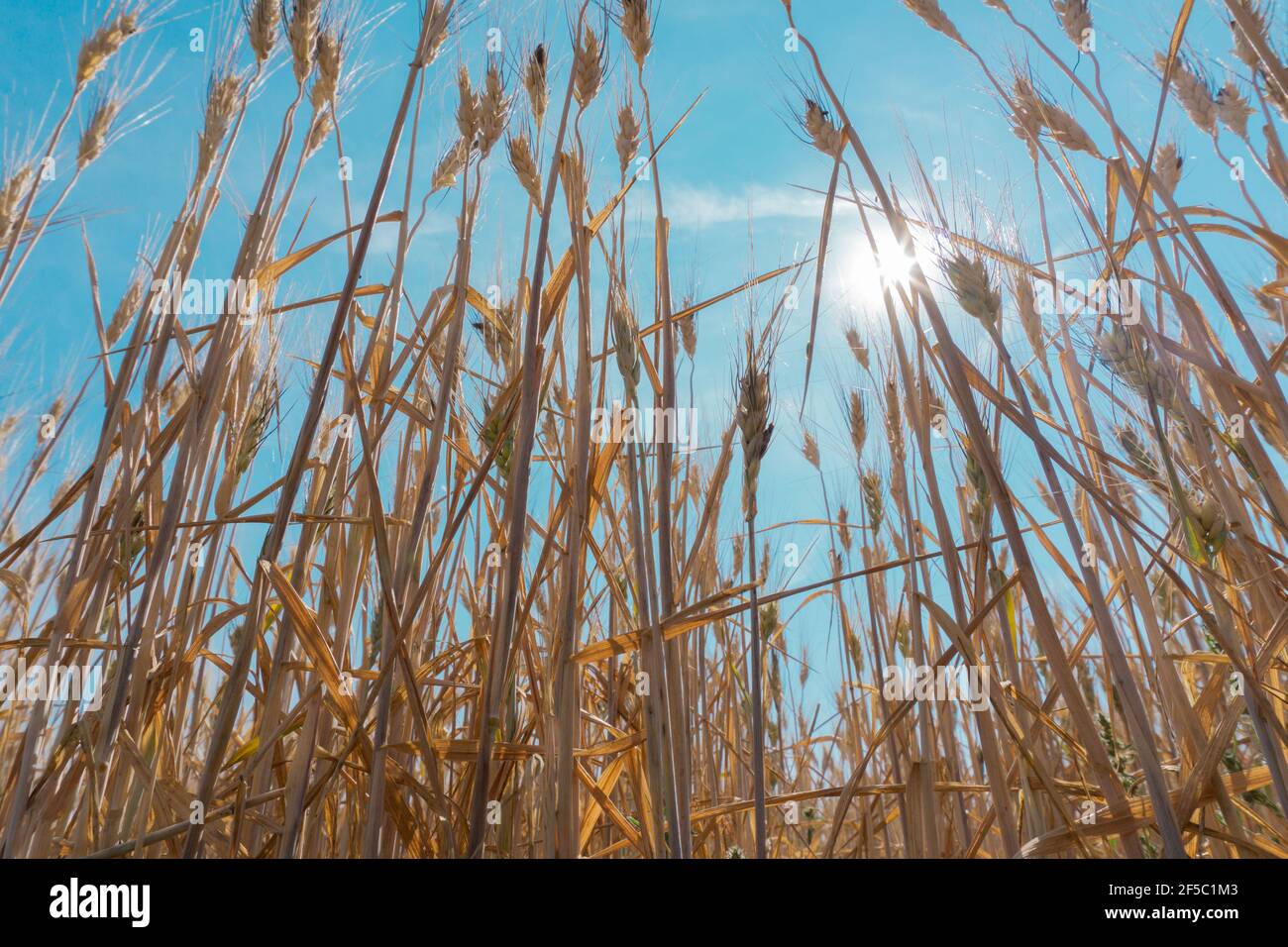 Low-Angle-Ansicht der Ernte bereit Getreide auf dem Feld unter einem sonnigen blauen Himmel an einem warmen Tag Stockfoto