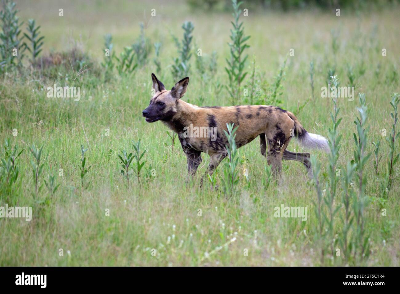 Gemalter Wolf oder Wildhund Lycaon pictus, macht eine umkreiste Bewegung in der lokalen Landschaft, um Impala Herde abzufangen, um von Rudelmitgliedern getrieben zu werden Stockfoto