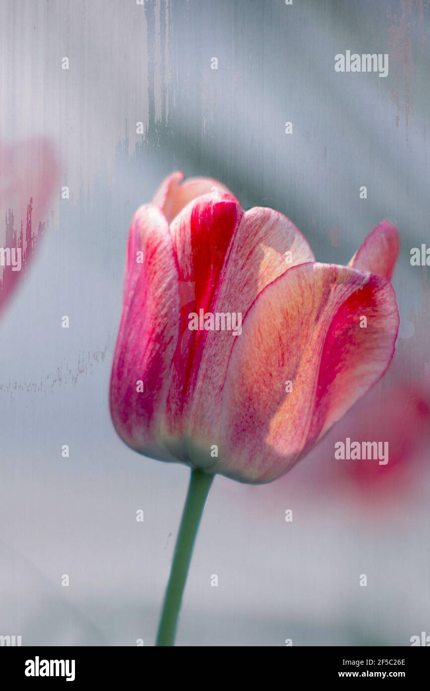 Makro-Nahaufnahme der rosa weißen Tulpenblume im Frühjahr Stockfoto